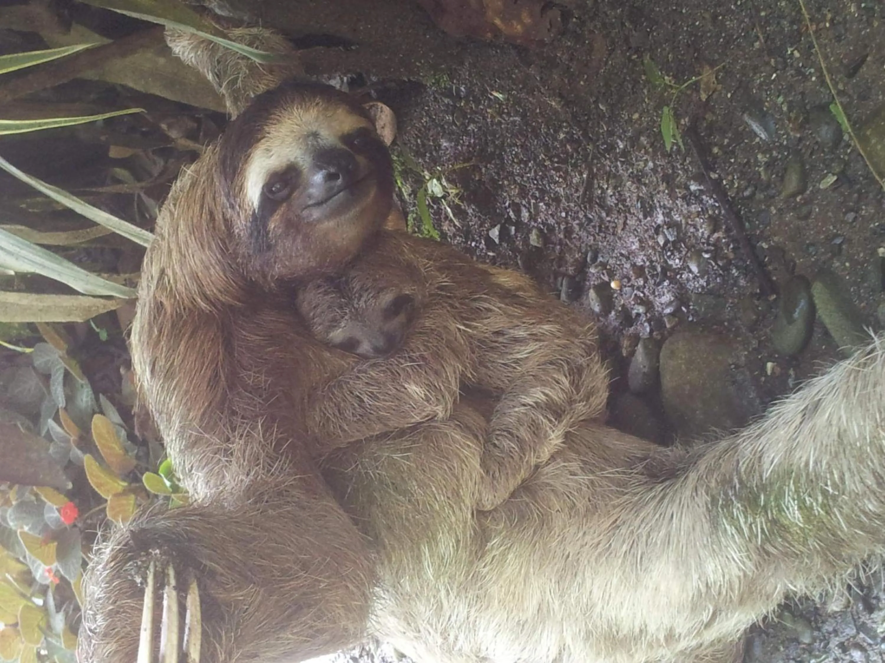 Animals in Mar Verde Lodge