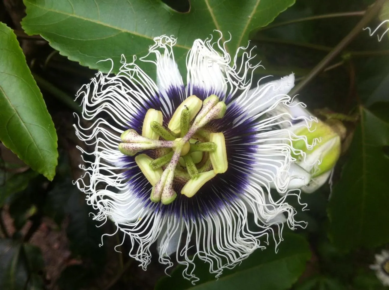 Spring in Mar Verde Lodge