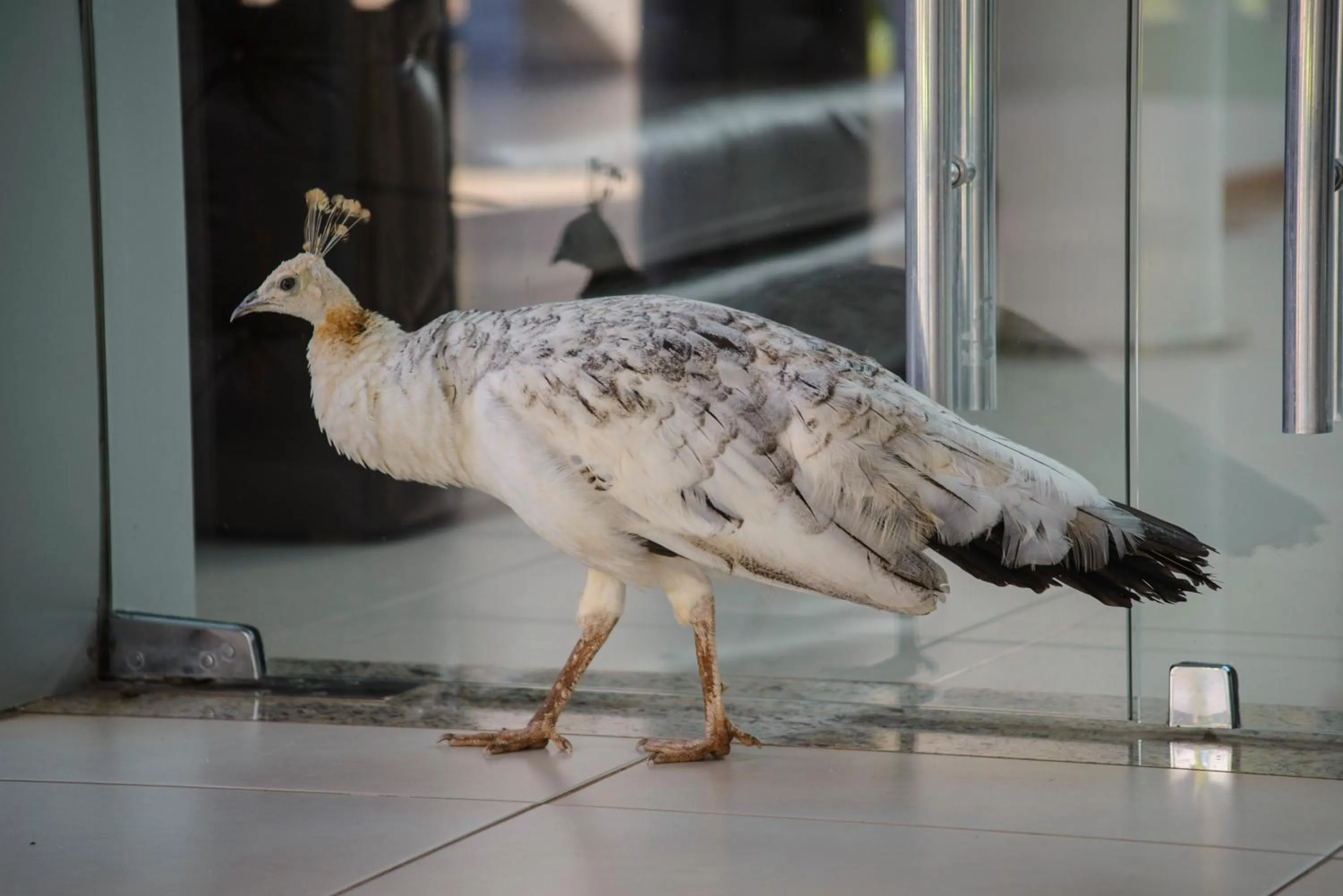 Pets in Awa Resort Hotel