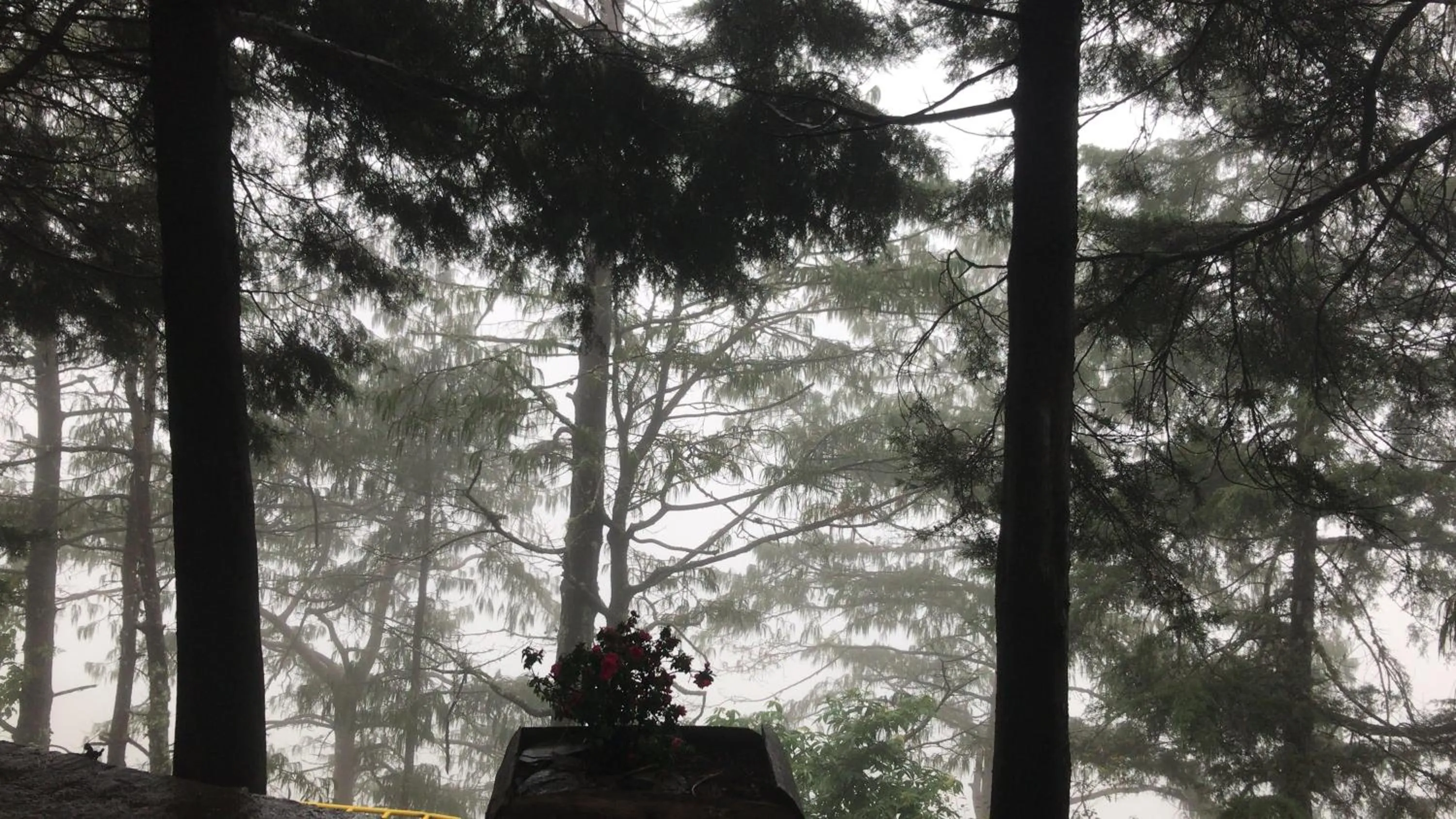 Natural landscape in Cabañas 5 Pinos