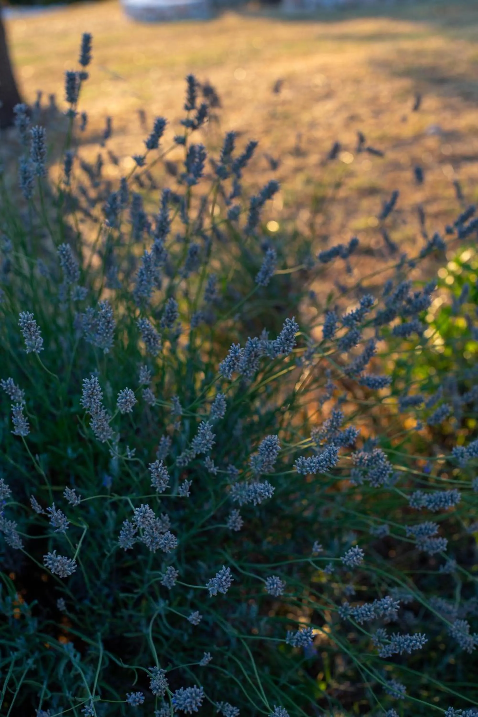 Natural landscape in Trullo Dimora Podere Papilio