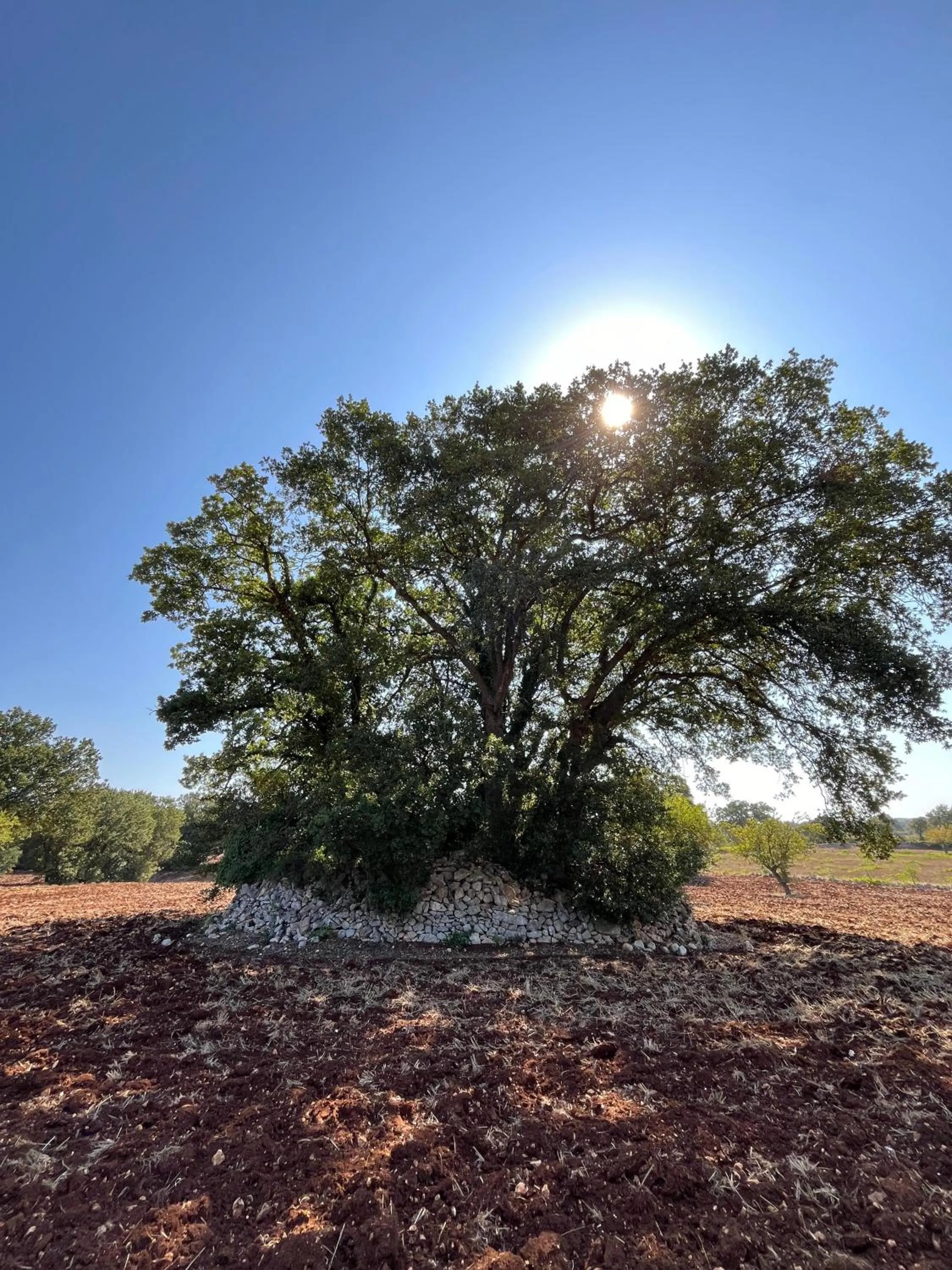 Natural landscape in Trullo Dimora Podere Papilio