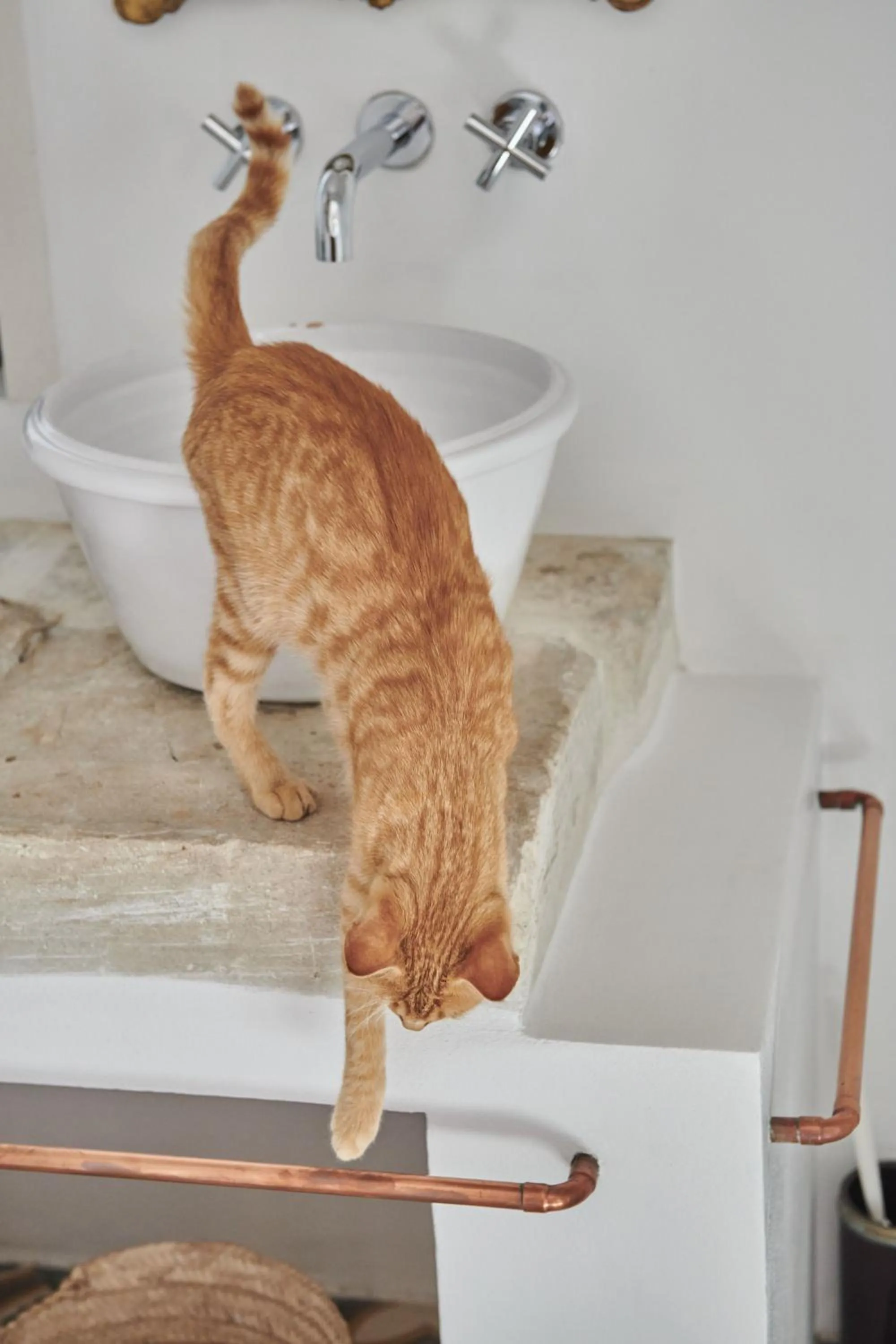 Animals in Masseria Prosperi