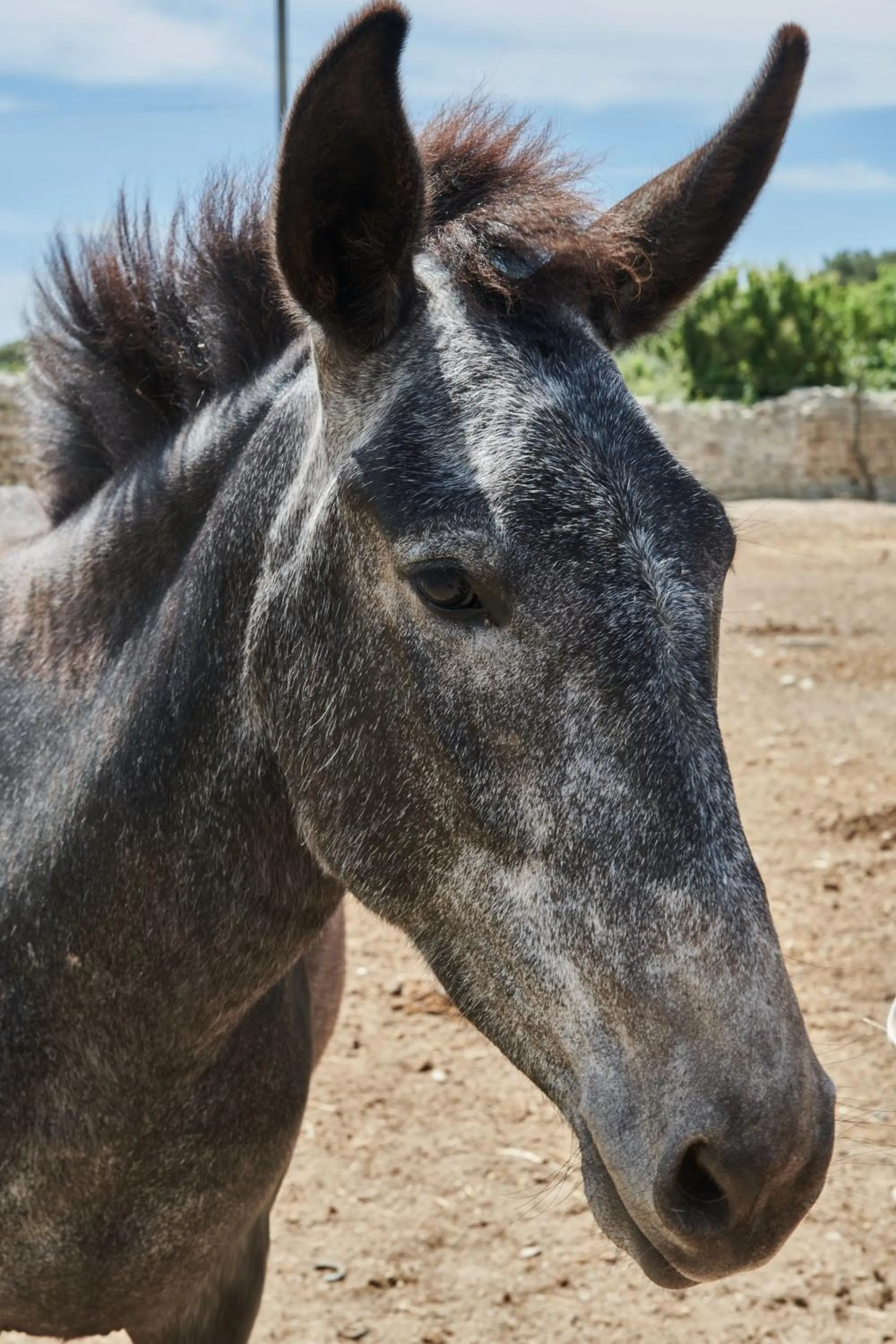 Animals in Masseria Prosperi
