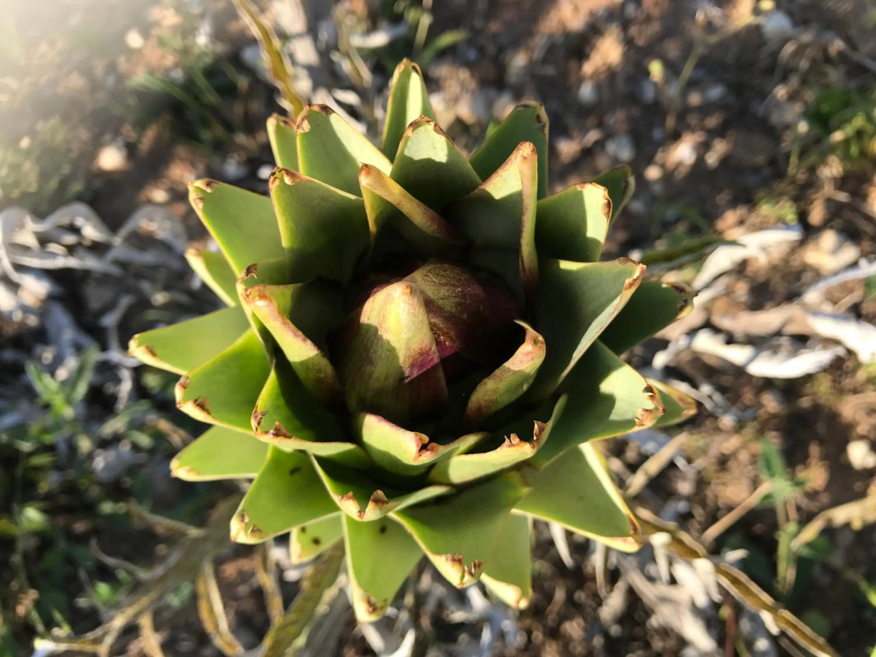 Activities in Masseria Prosperi