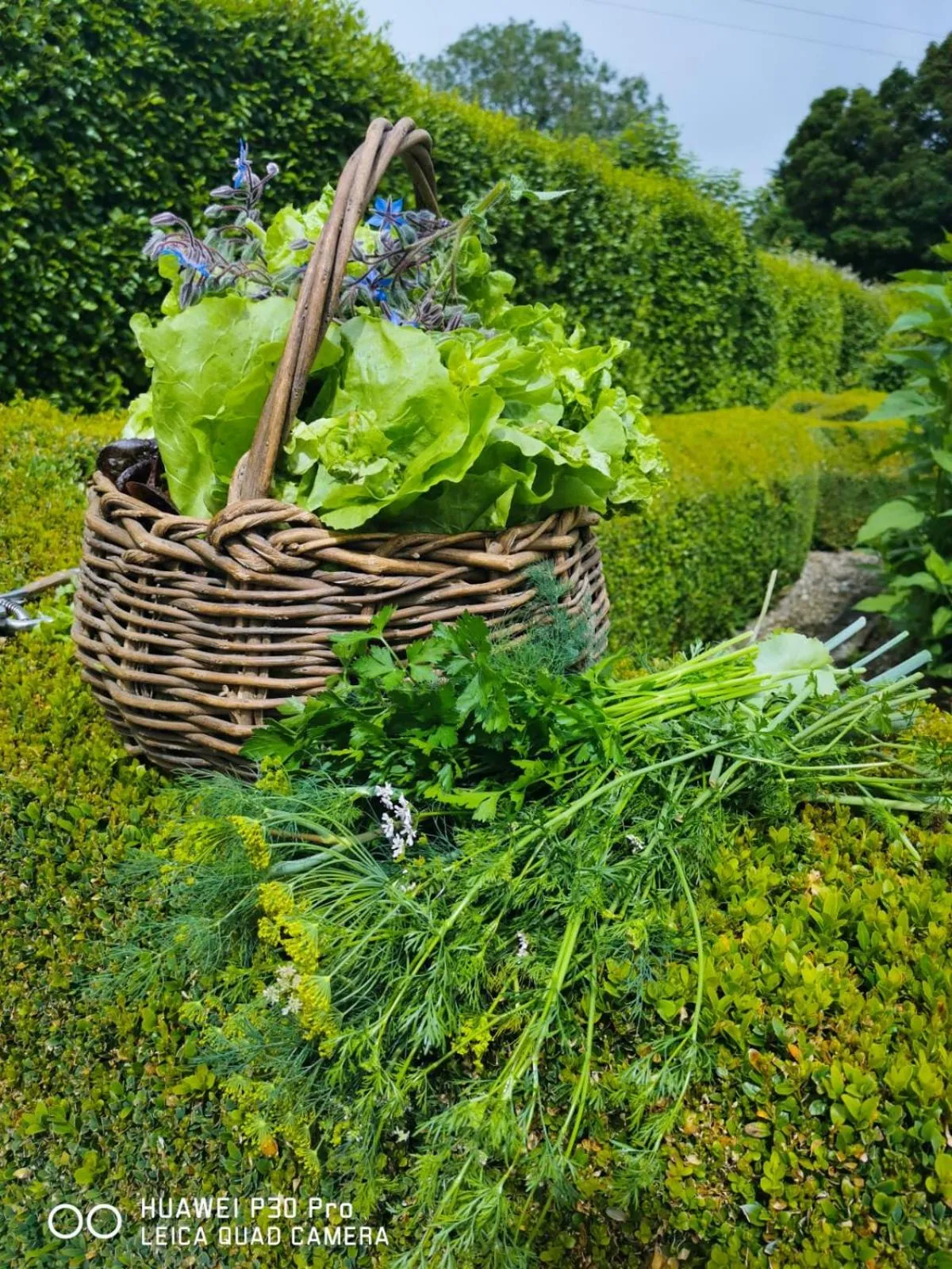 Garden in Kilmokea Country Manor & Gardens