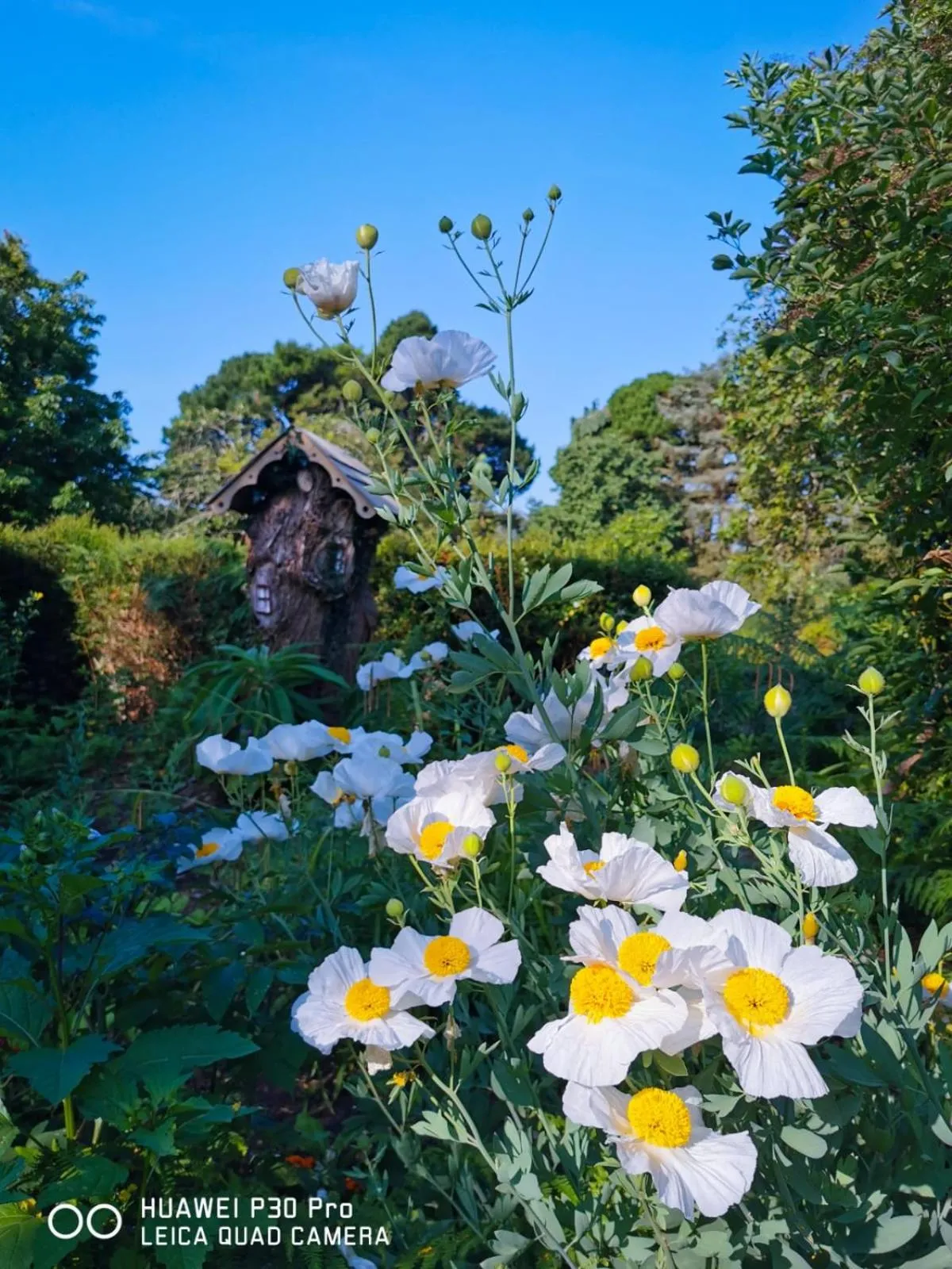 Garden in Kilmokea Country Manor & Gardens