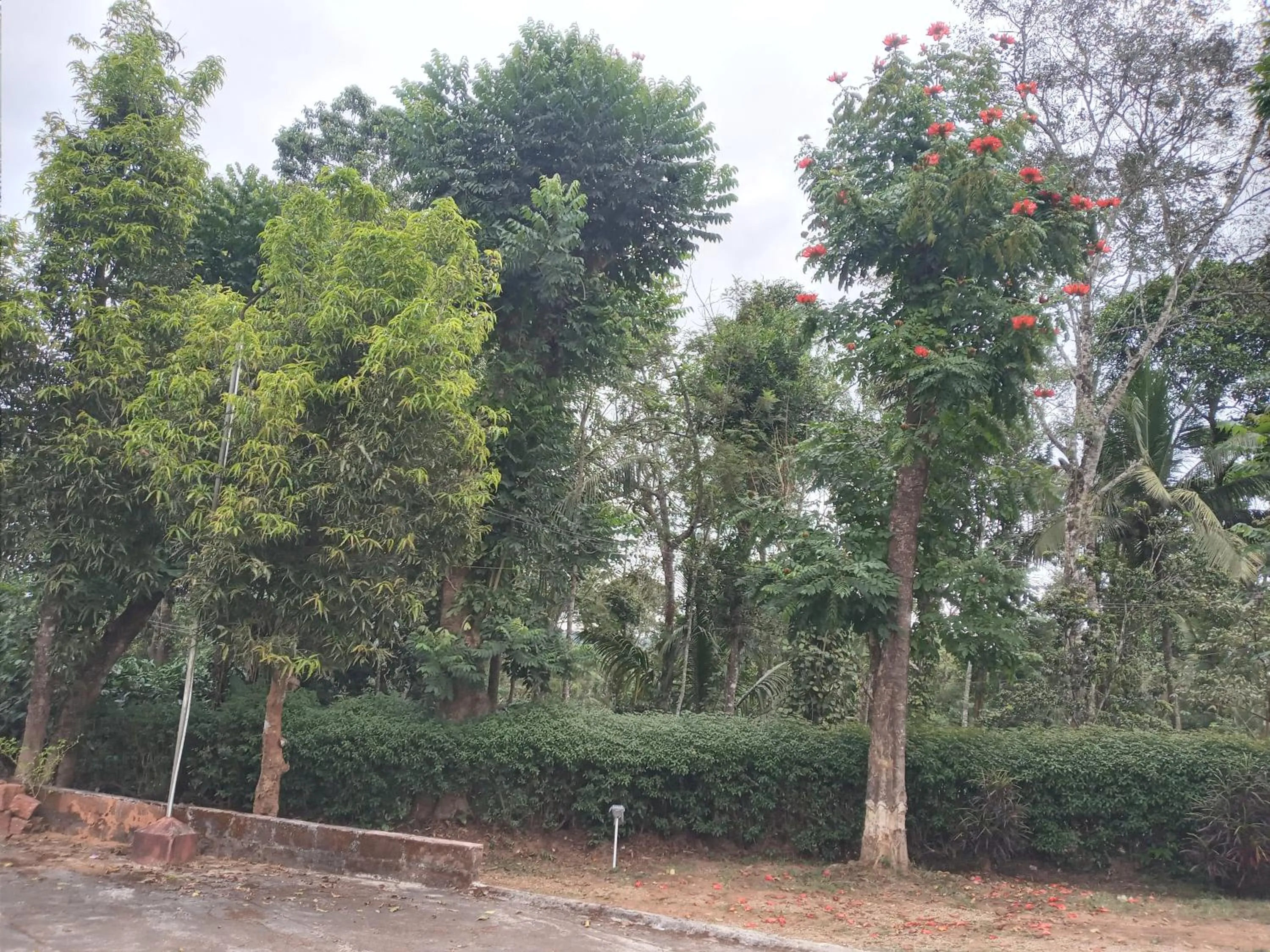 Coorg klusters estate stay