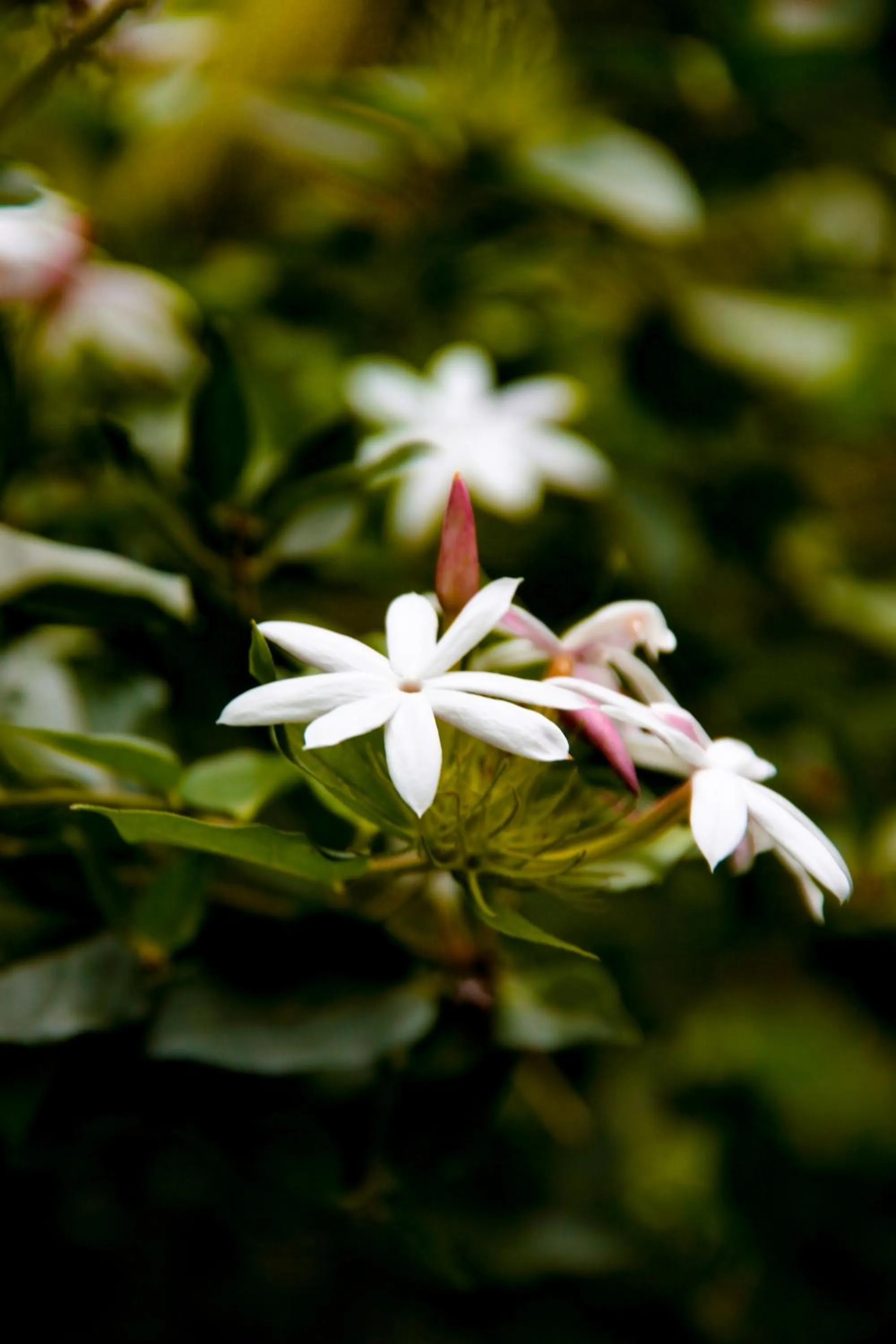 Thaulle Ayurveda Resort - Yala