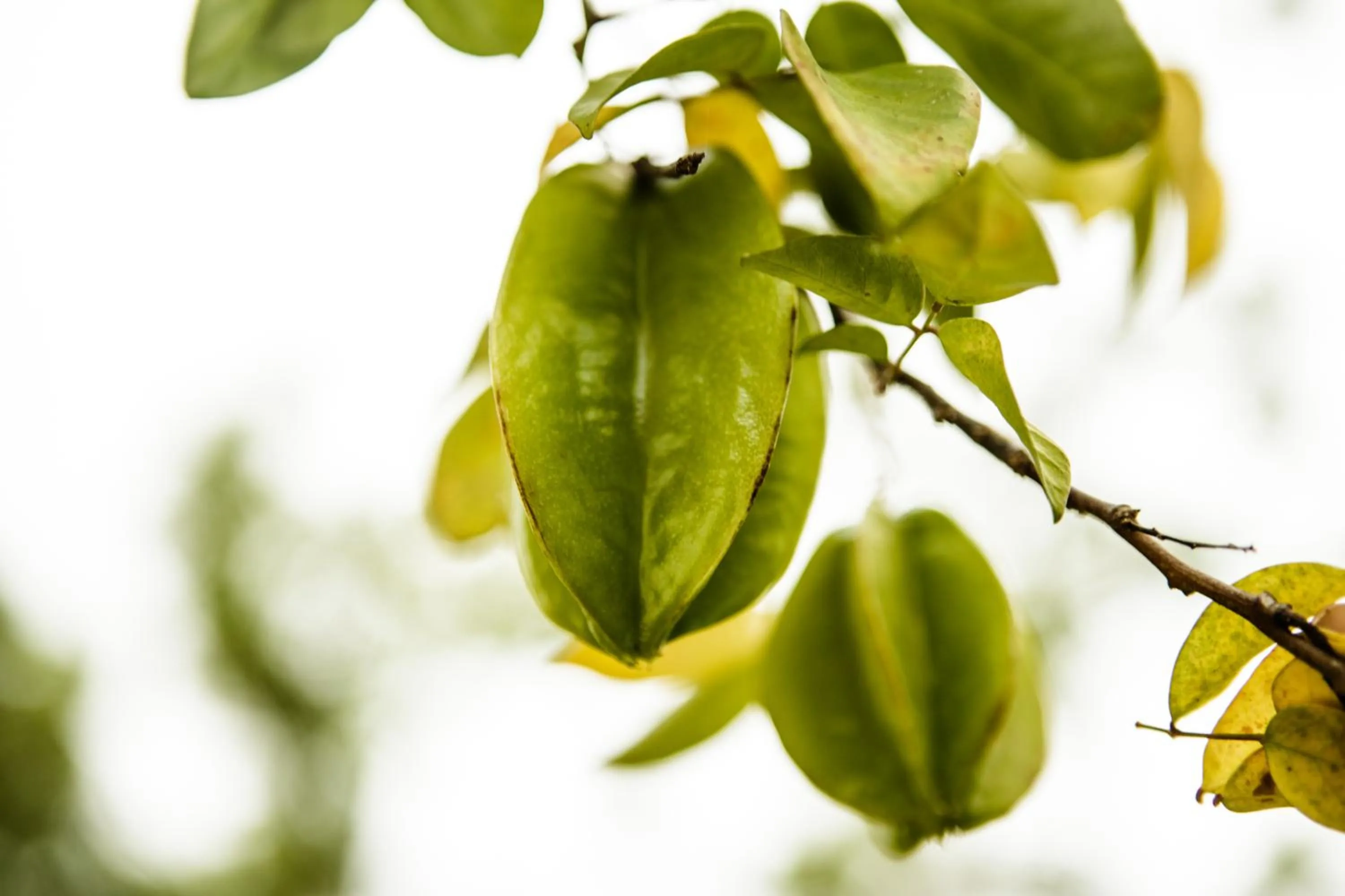 Thaulle Ayurveda Resort - Yala