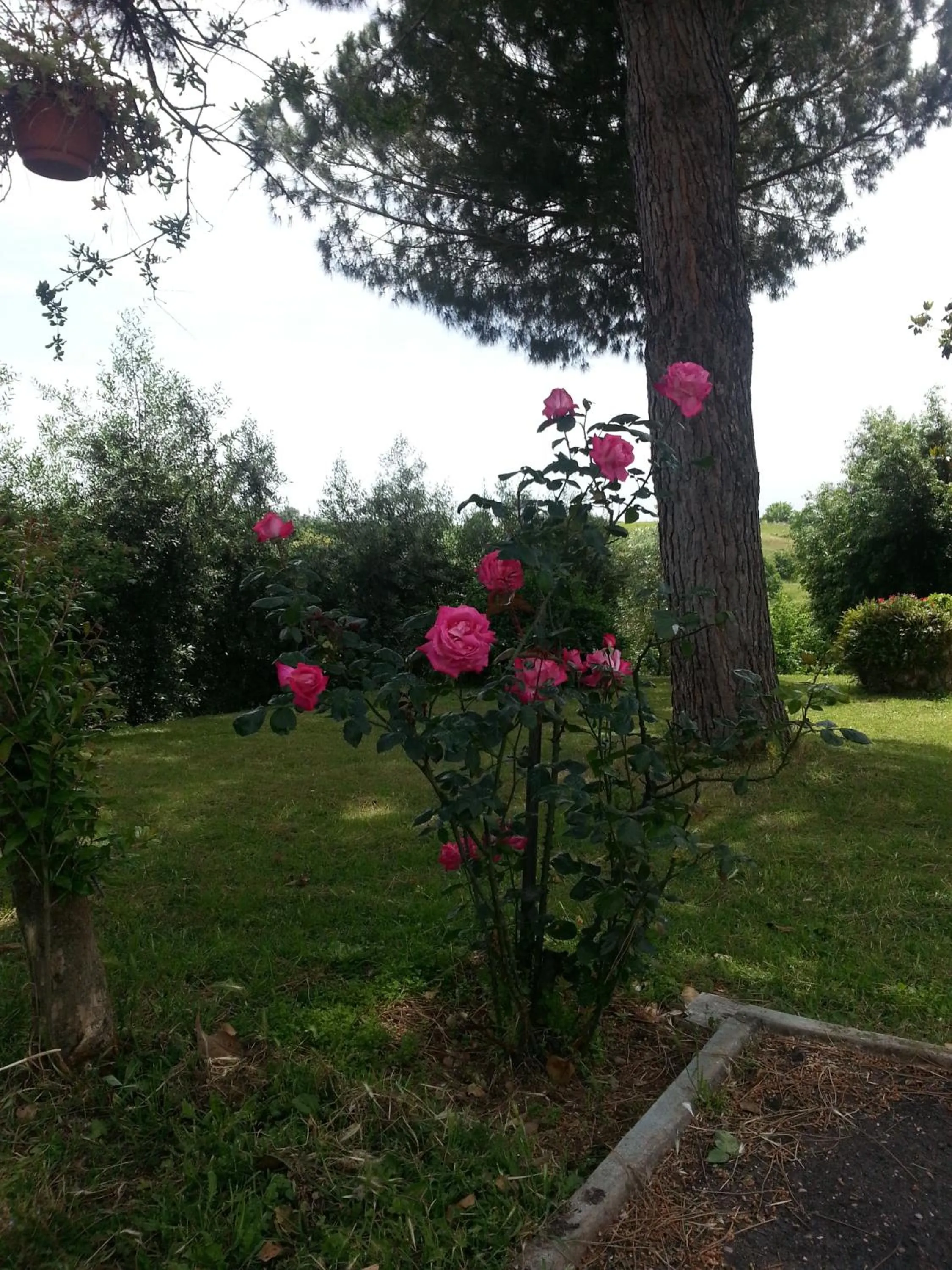 Garden view in La Finestra Sul Cortile
