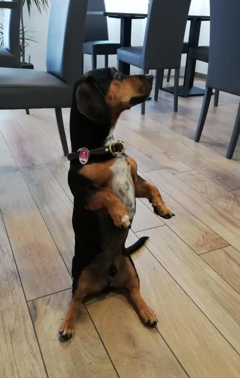 Pets in Casa Mafalda