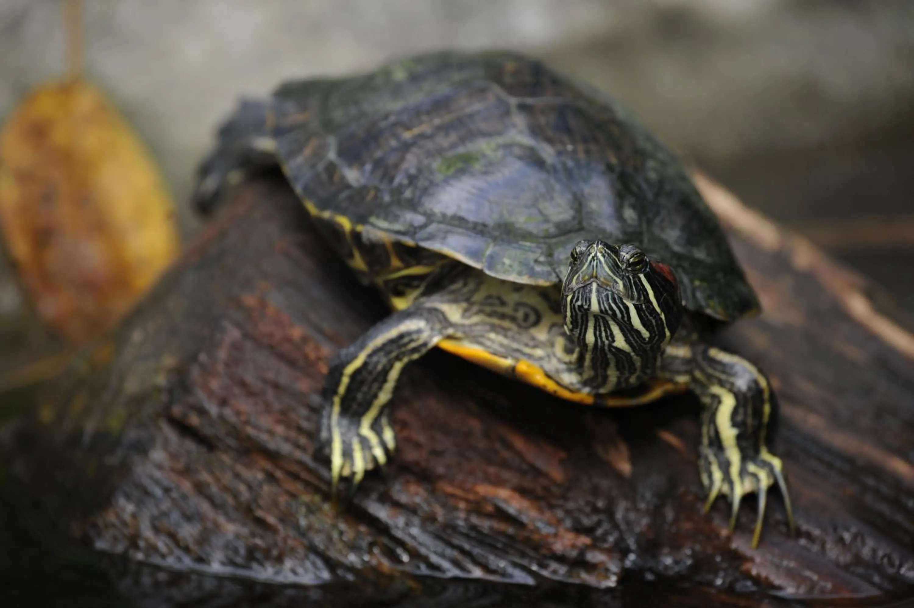 Garden in Omega Tours Eco-Jungle Lodge