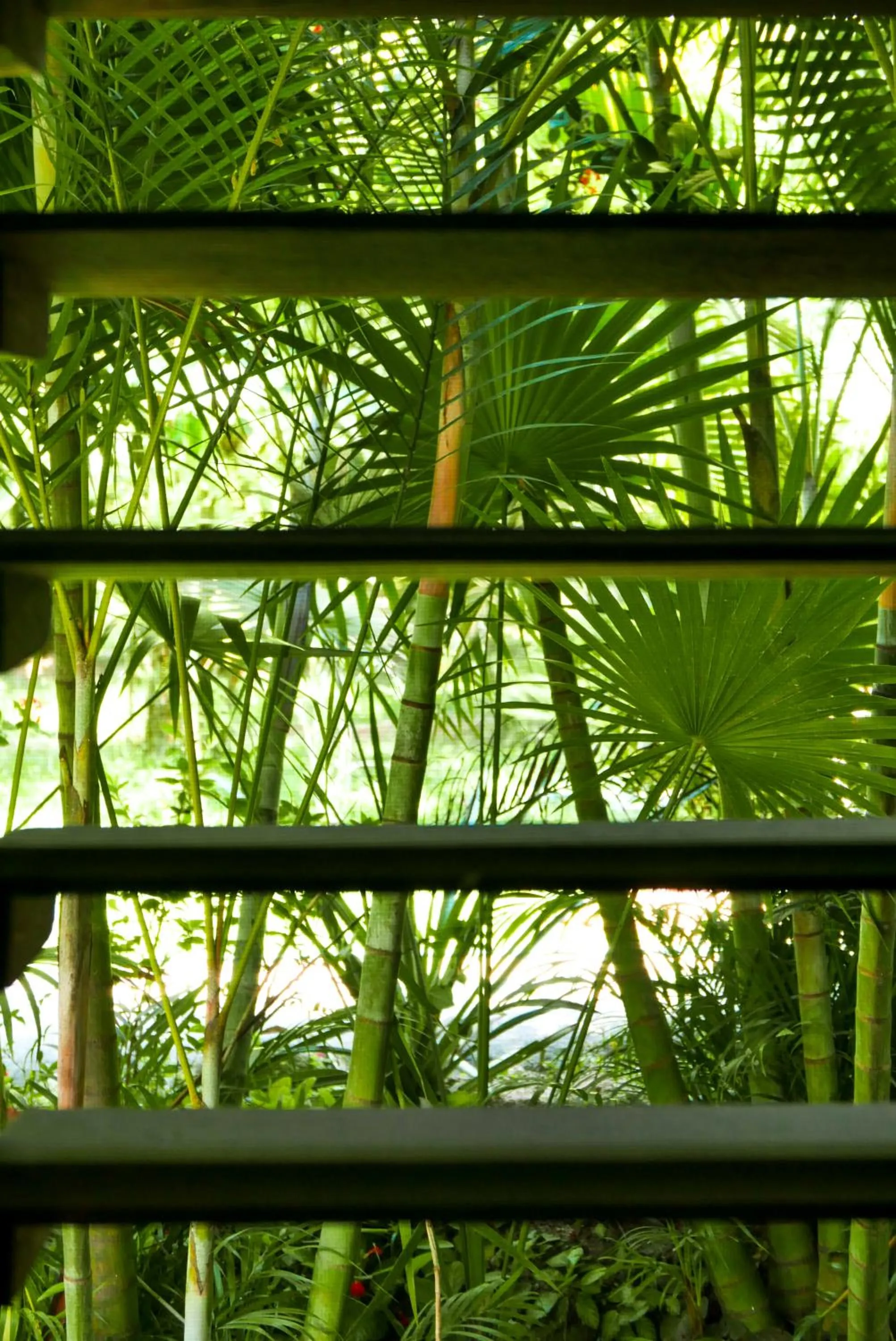 Garden view in Omega Tours Eco-Jungle Lodge