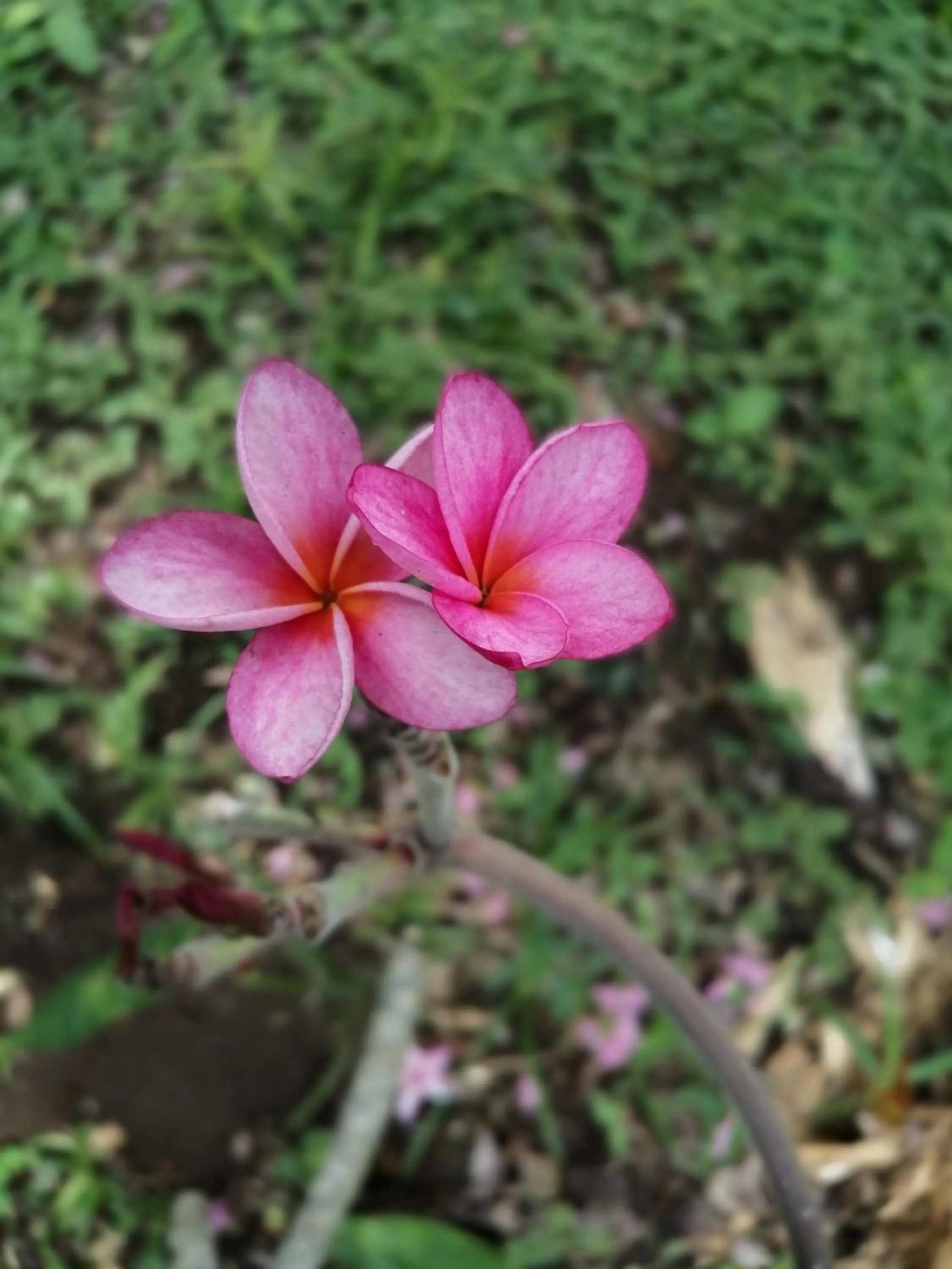 Garden in Hospedaje Meryscar