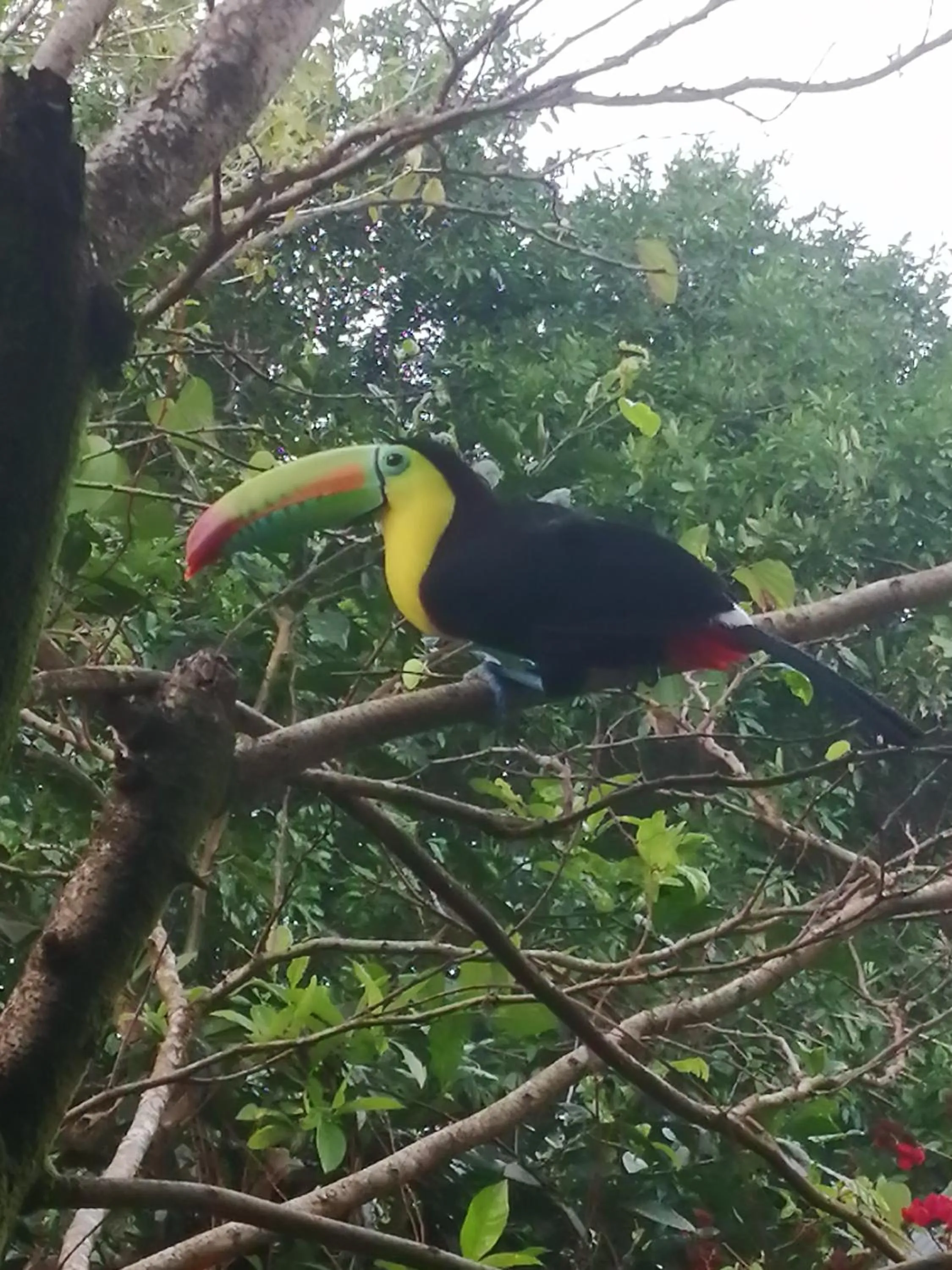 Animals in Hospedaje Meryscar