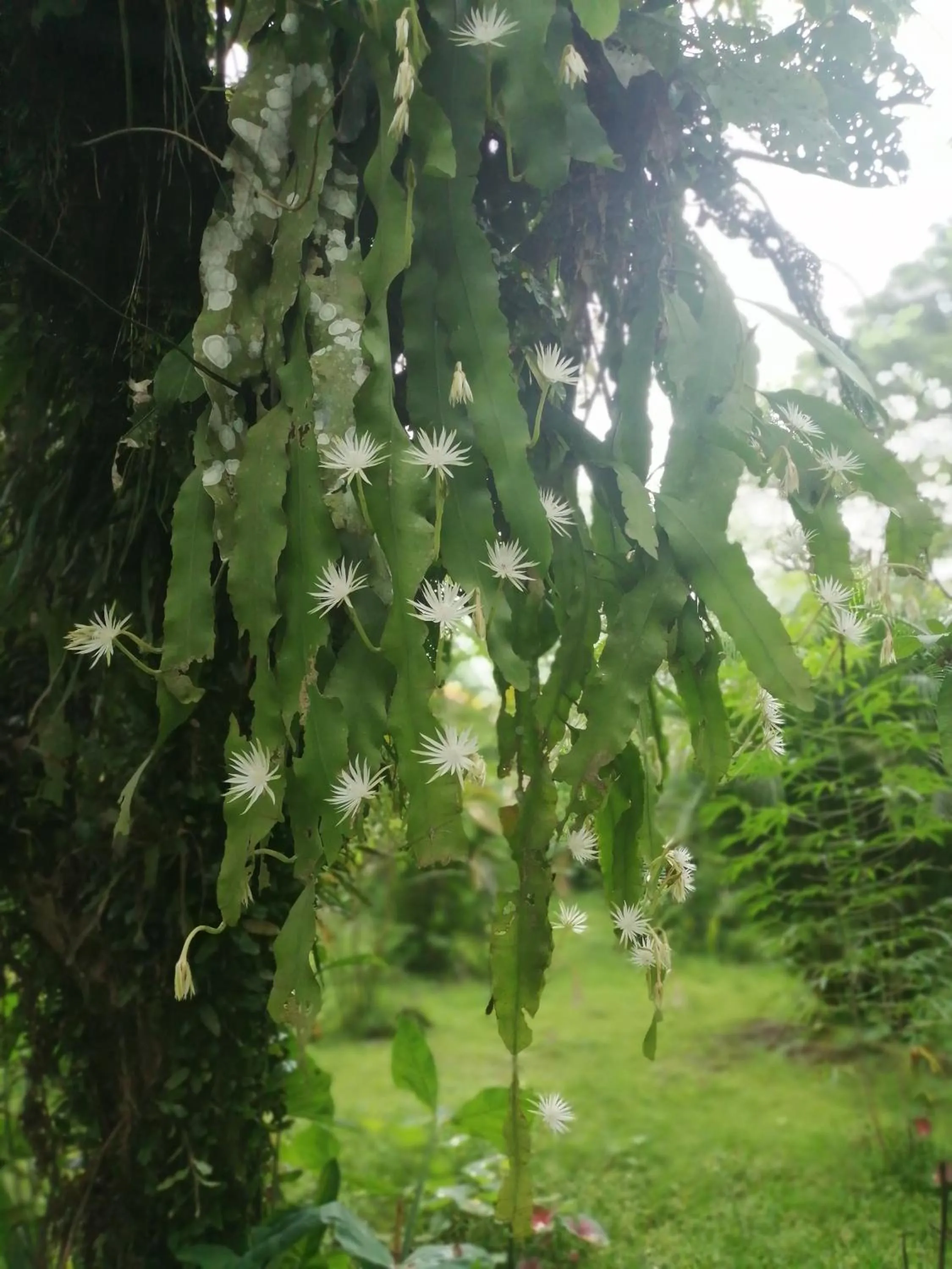 Garden in Hospedaje Meryscar