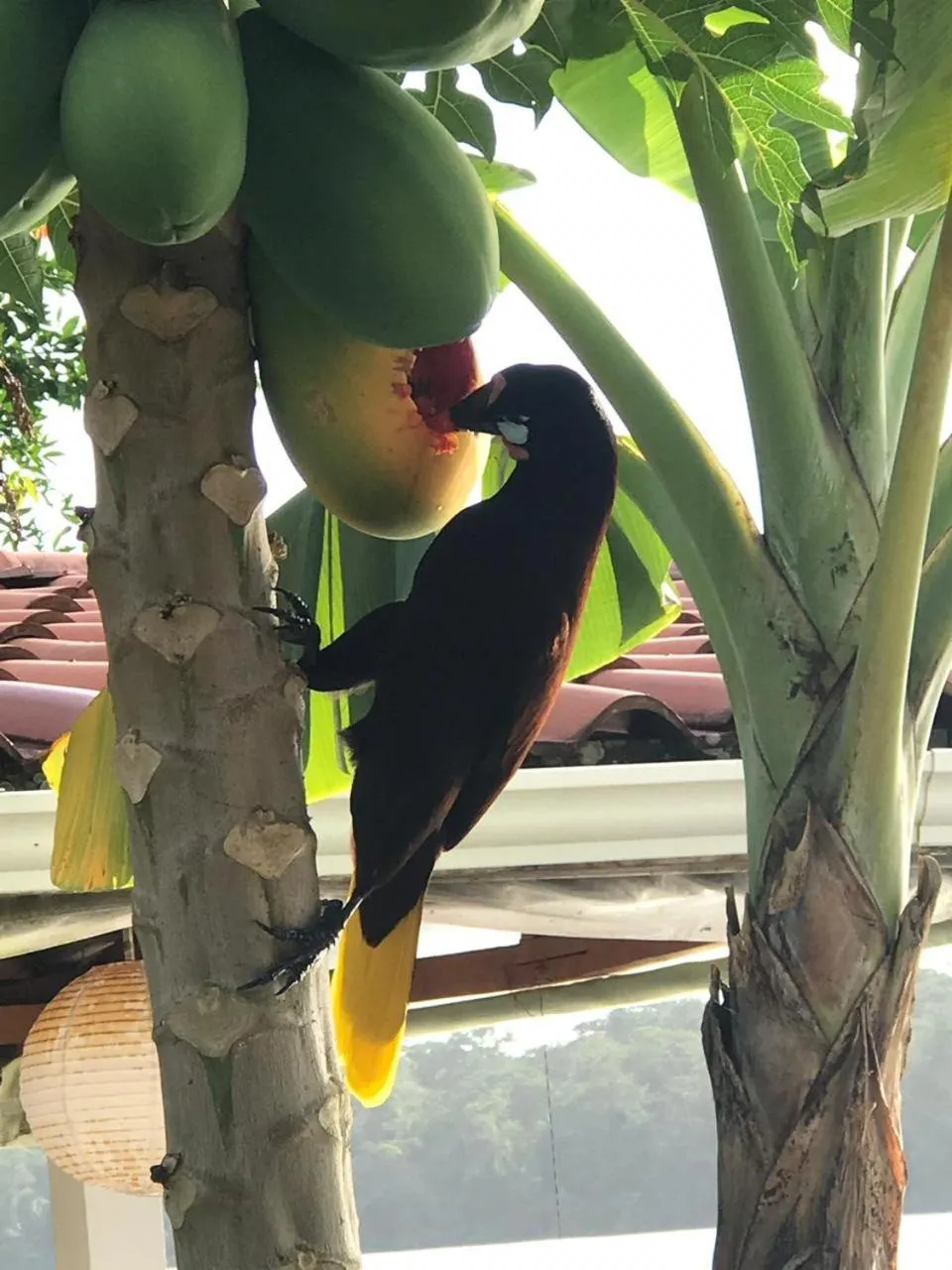 Animals in Hospedaje Meryscar
