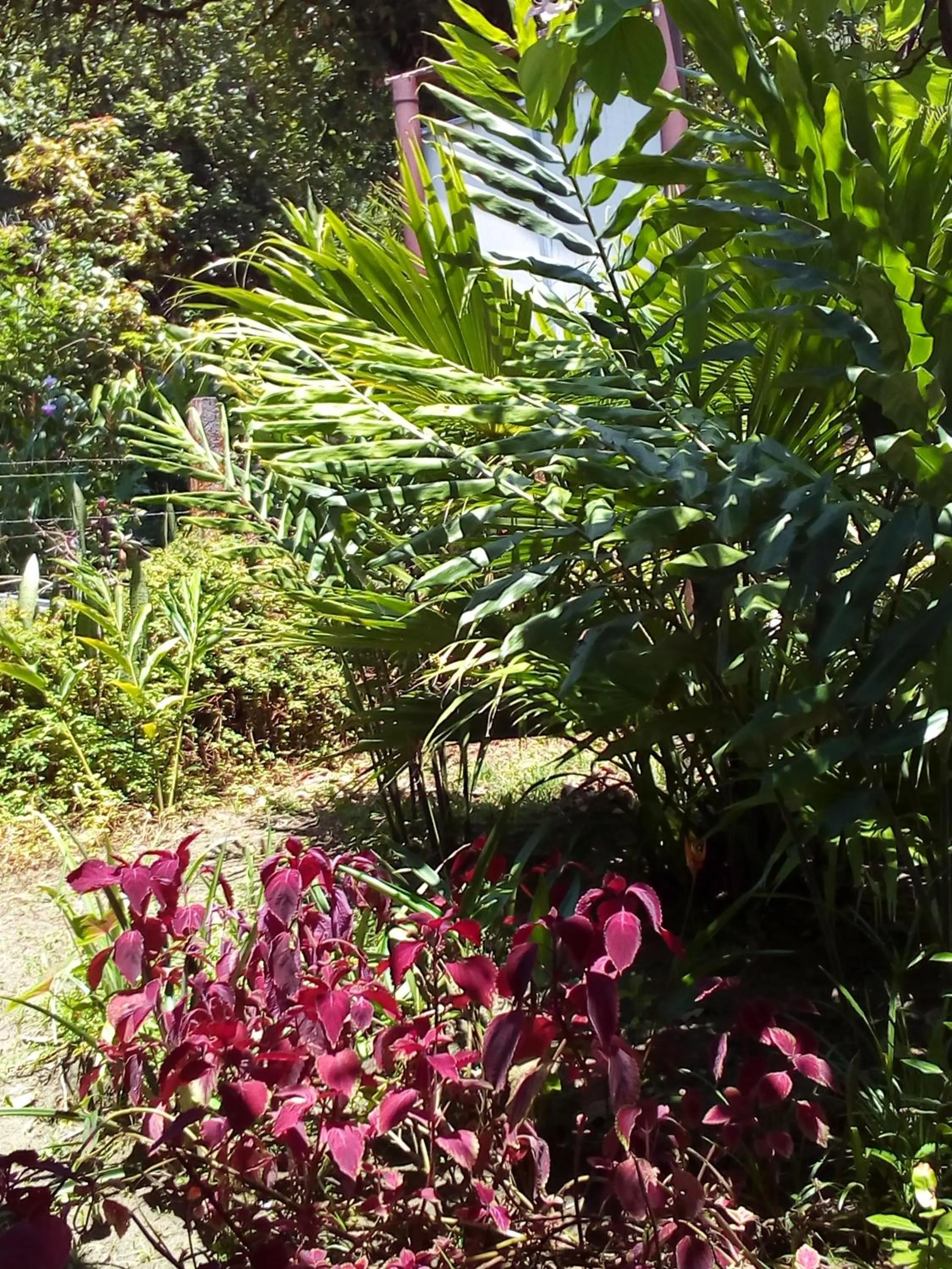 Garden in Hospedaje Meryscar