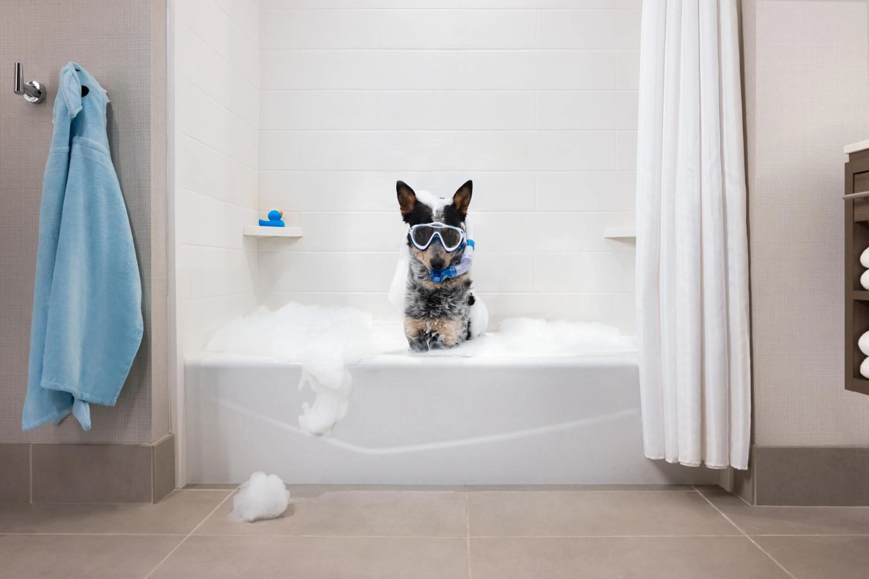 Pets in Home2 Suites By Hilton Winter Garden