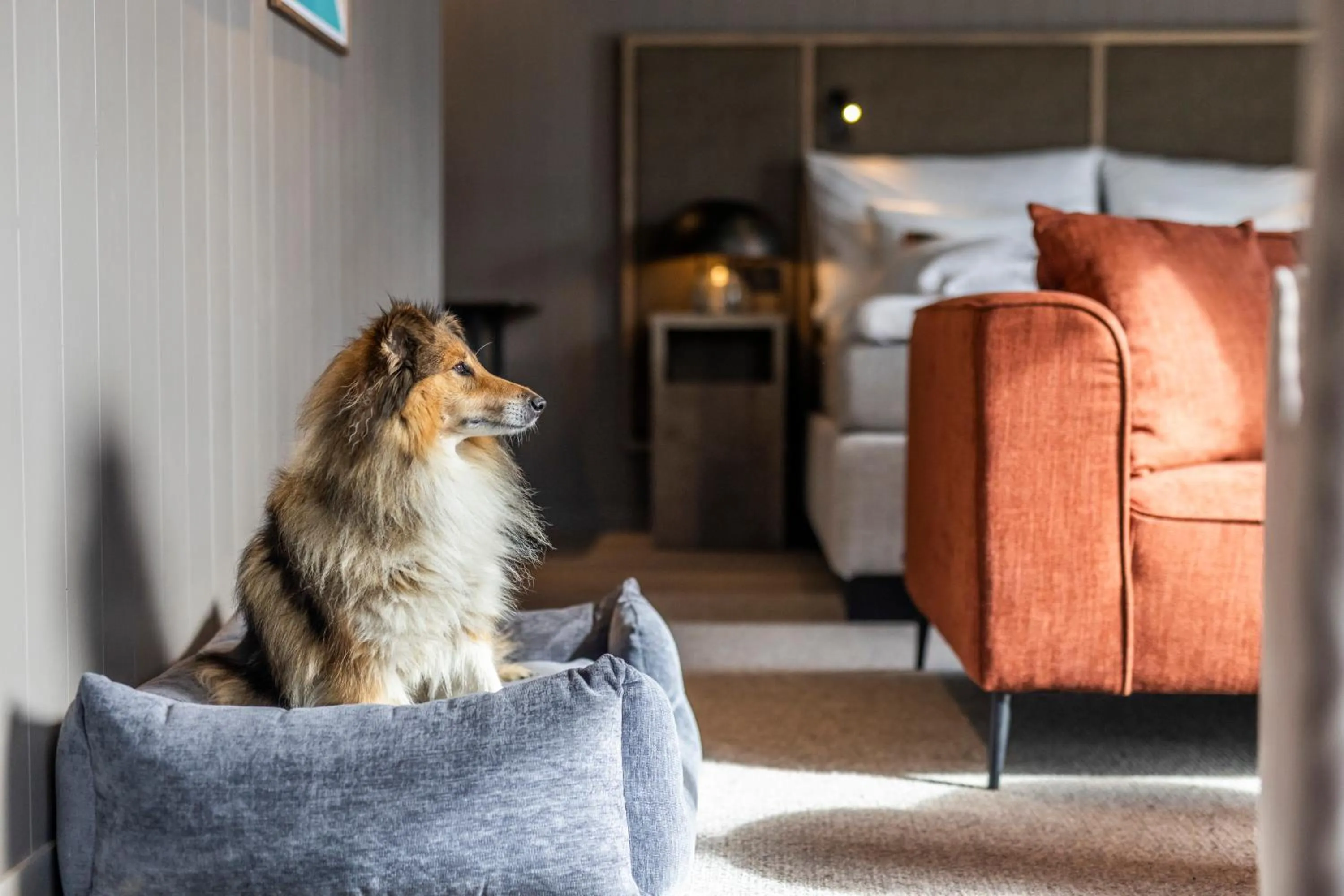 Pets in Henningsvær Bryggehotell - by Classic Norway Hotels