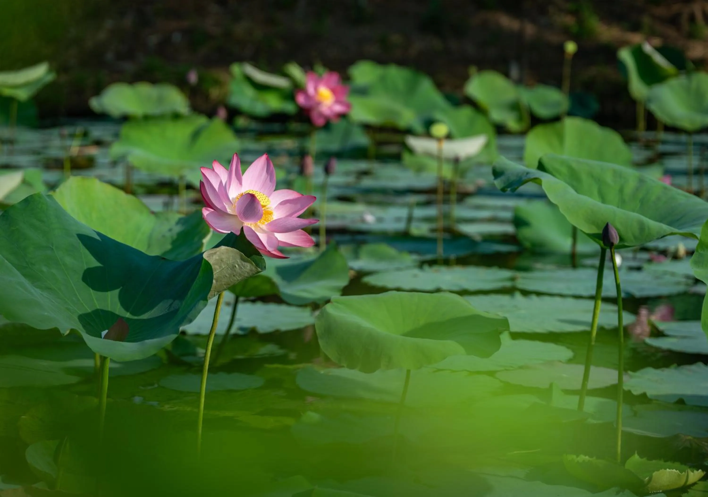 Garden in Sen Village Hoi An