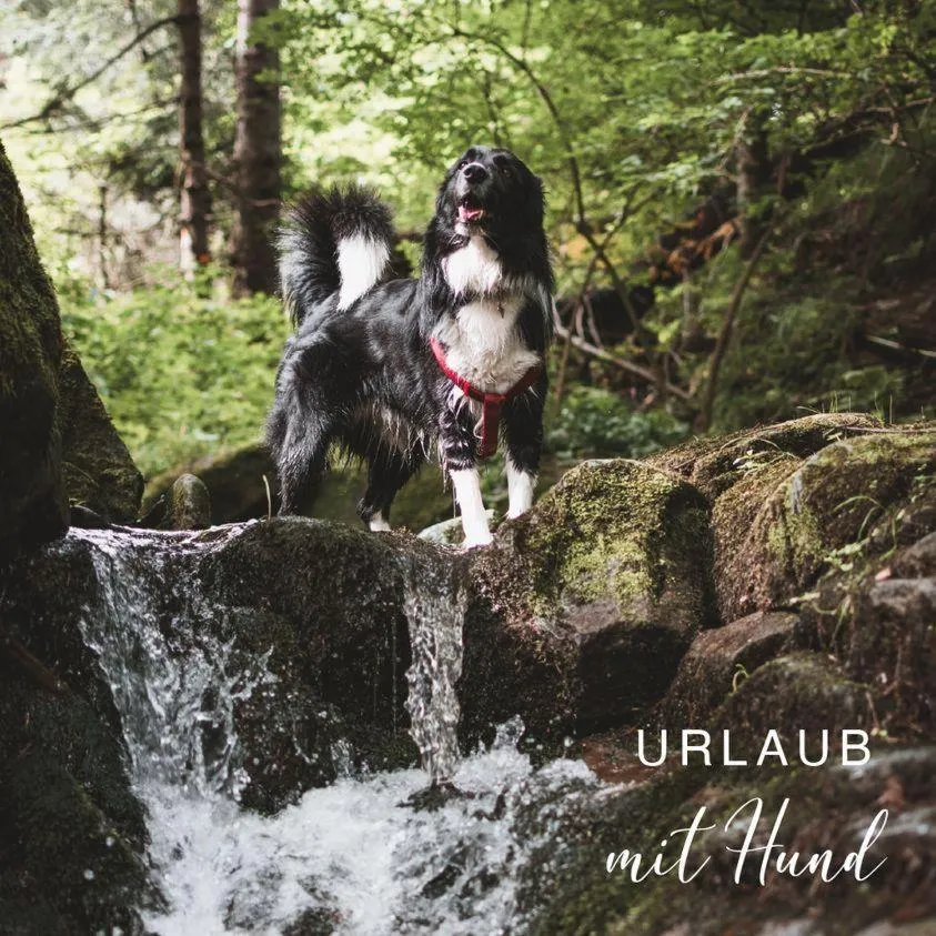 Pets in Schloss Krugsdorf Golf & Hotel