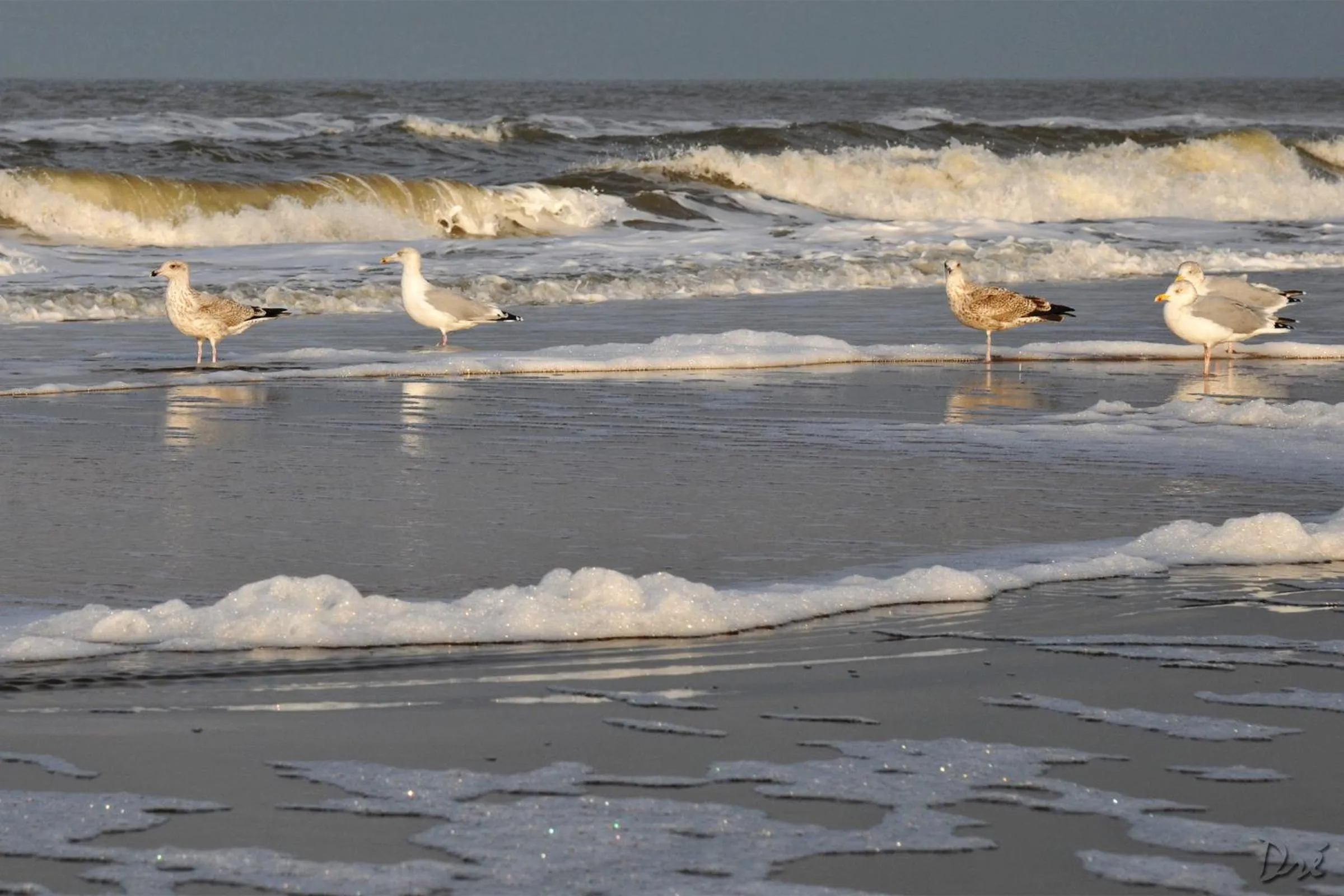 Area and facilities in Strandhotel de Vassy