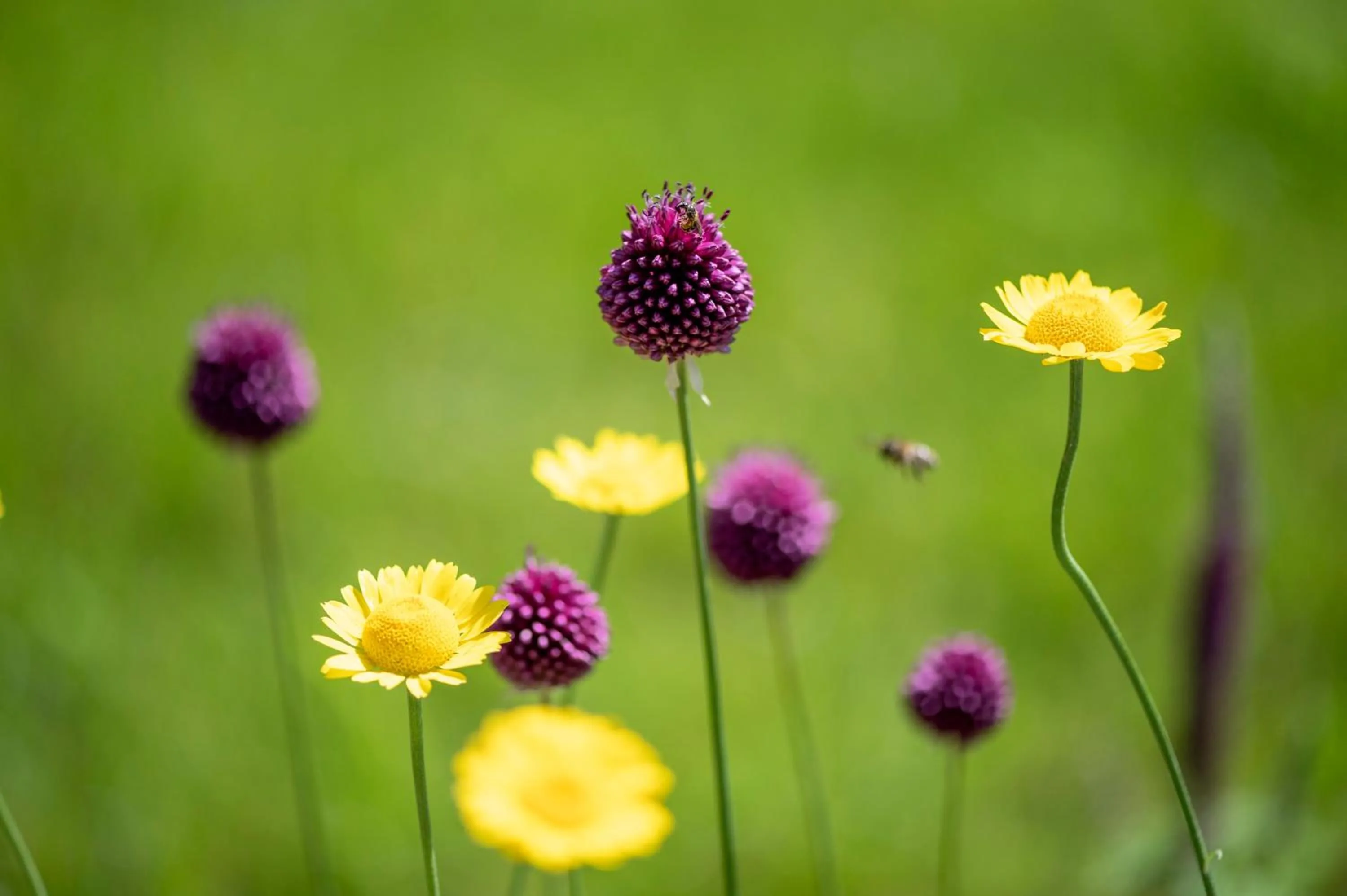 Spring in Seegut Zeppelin - a member of Design Hotels
