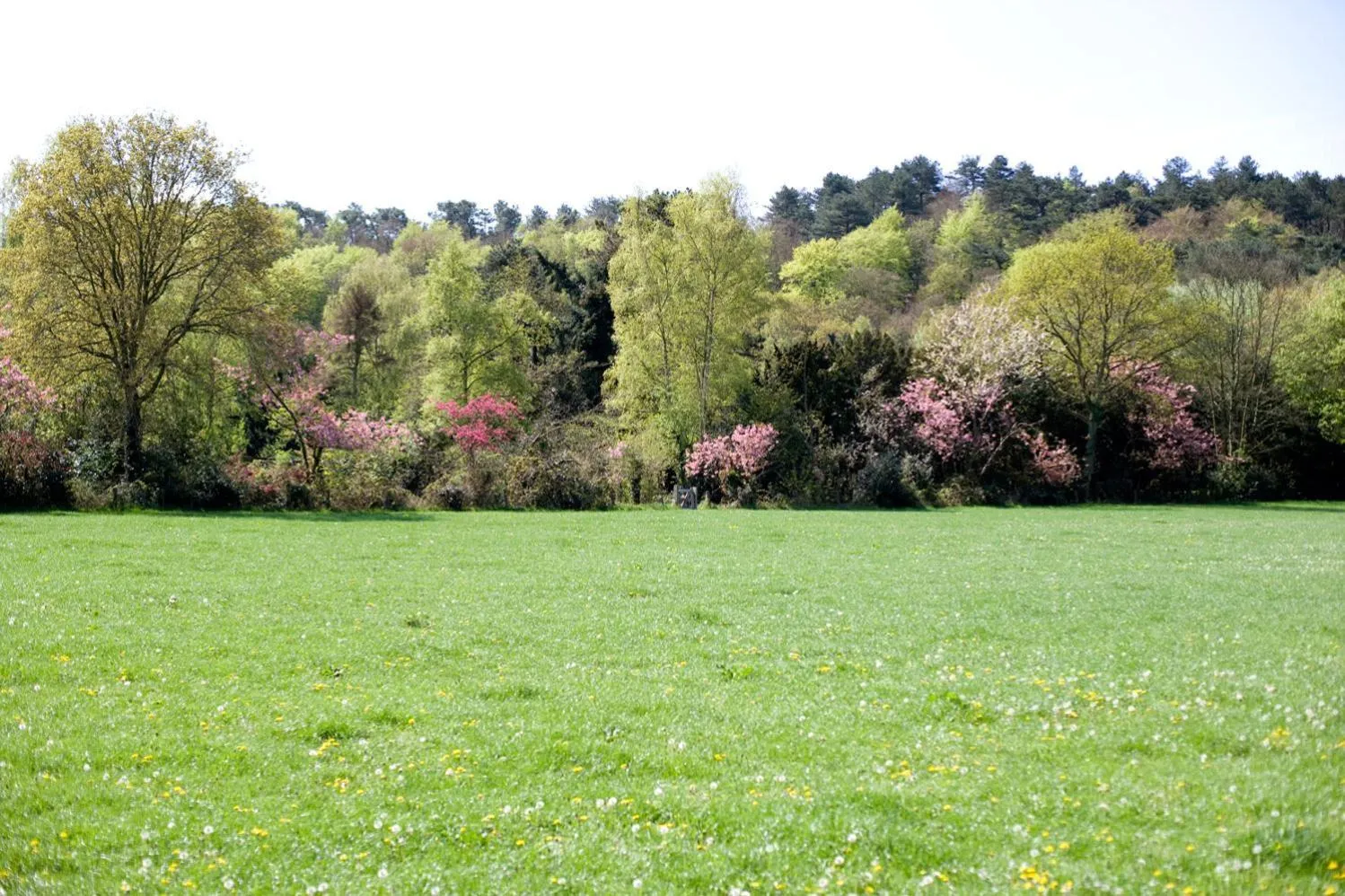 Garden view in Restaurant Hotel Merlet