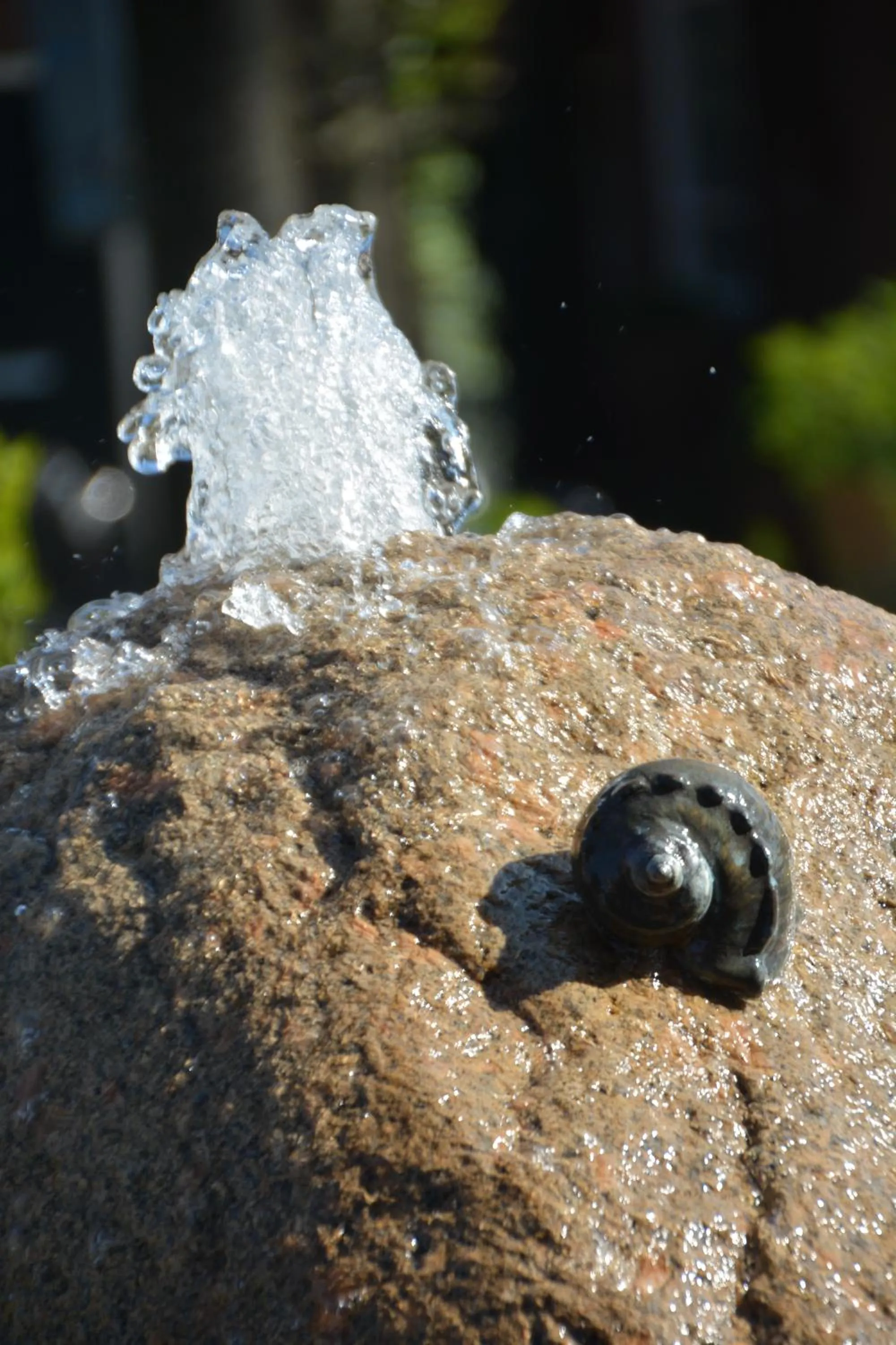 Pets in De Rozenstruik
