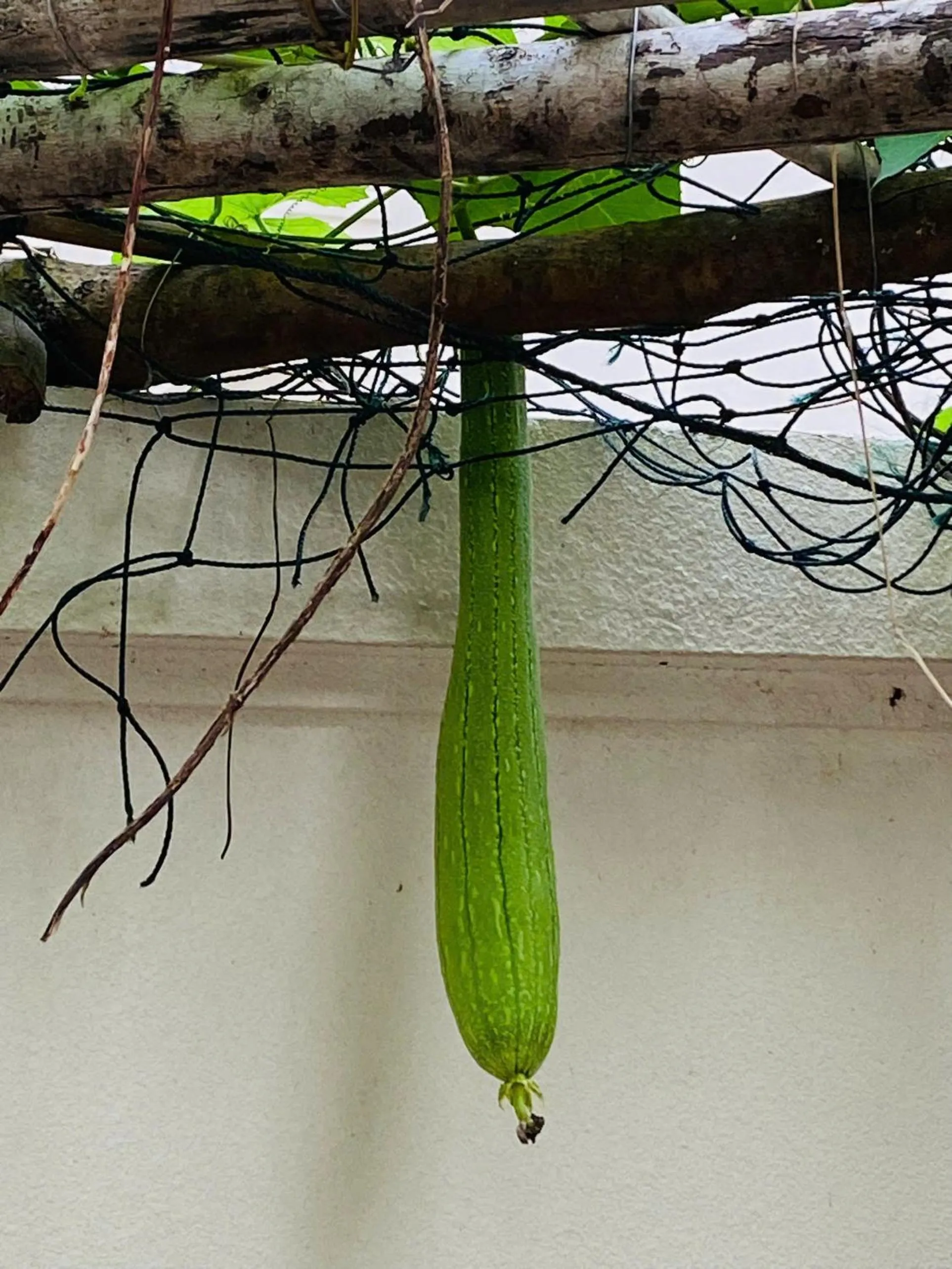 Garden in Thong Dong Homestay