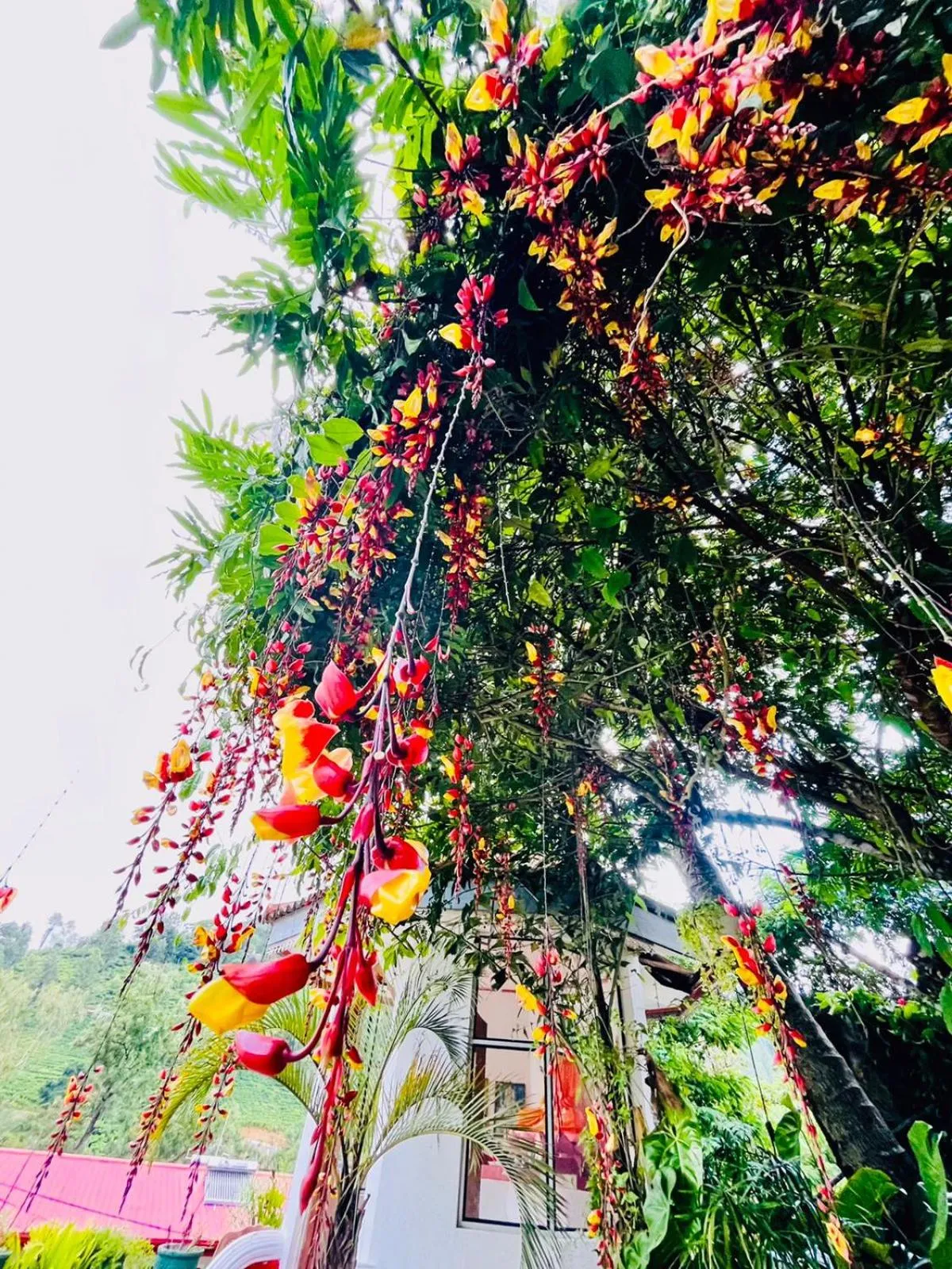 Restaurant/places to eat in Belmond Ella