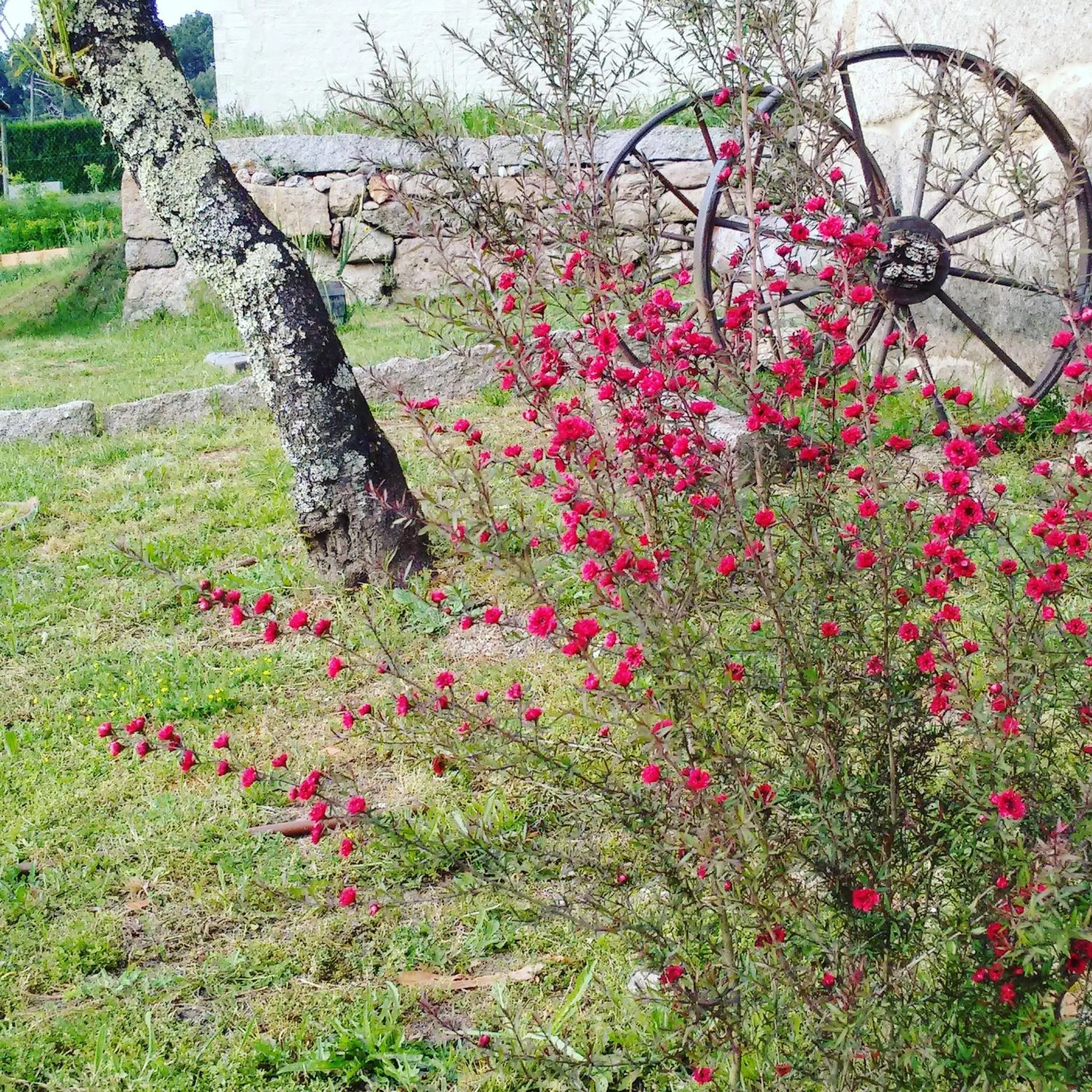 Garden view in A Cantaruxa Maruxa Turismo Rural