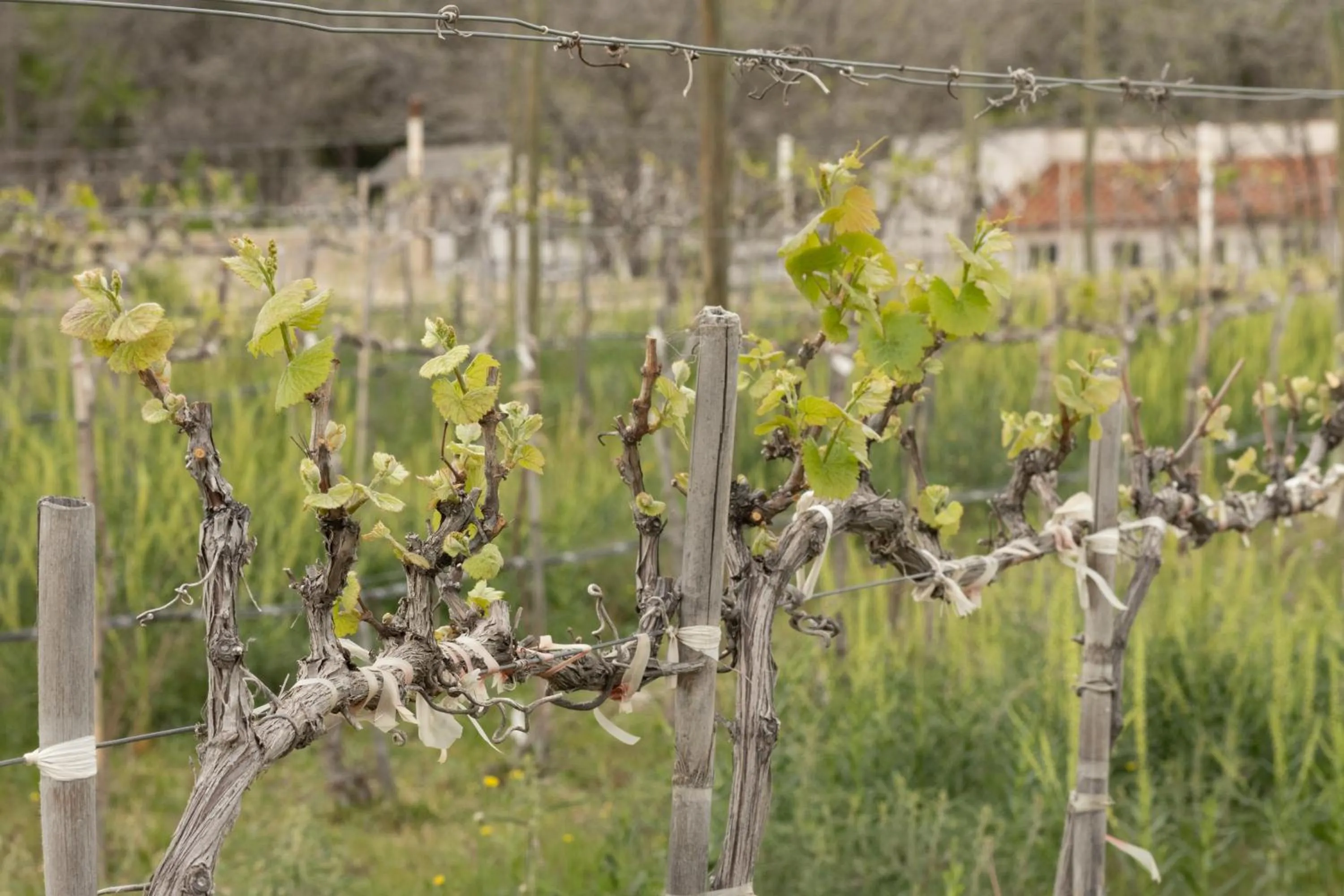 Activities in Casa Raco - Parras de la Fuente