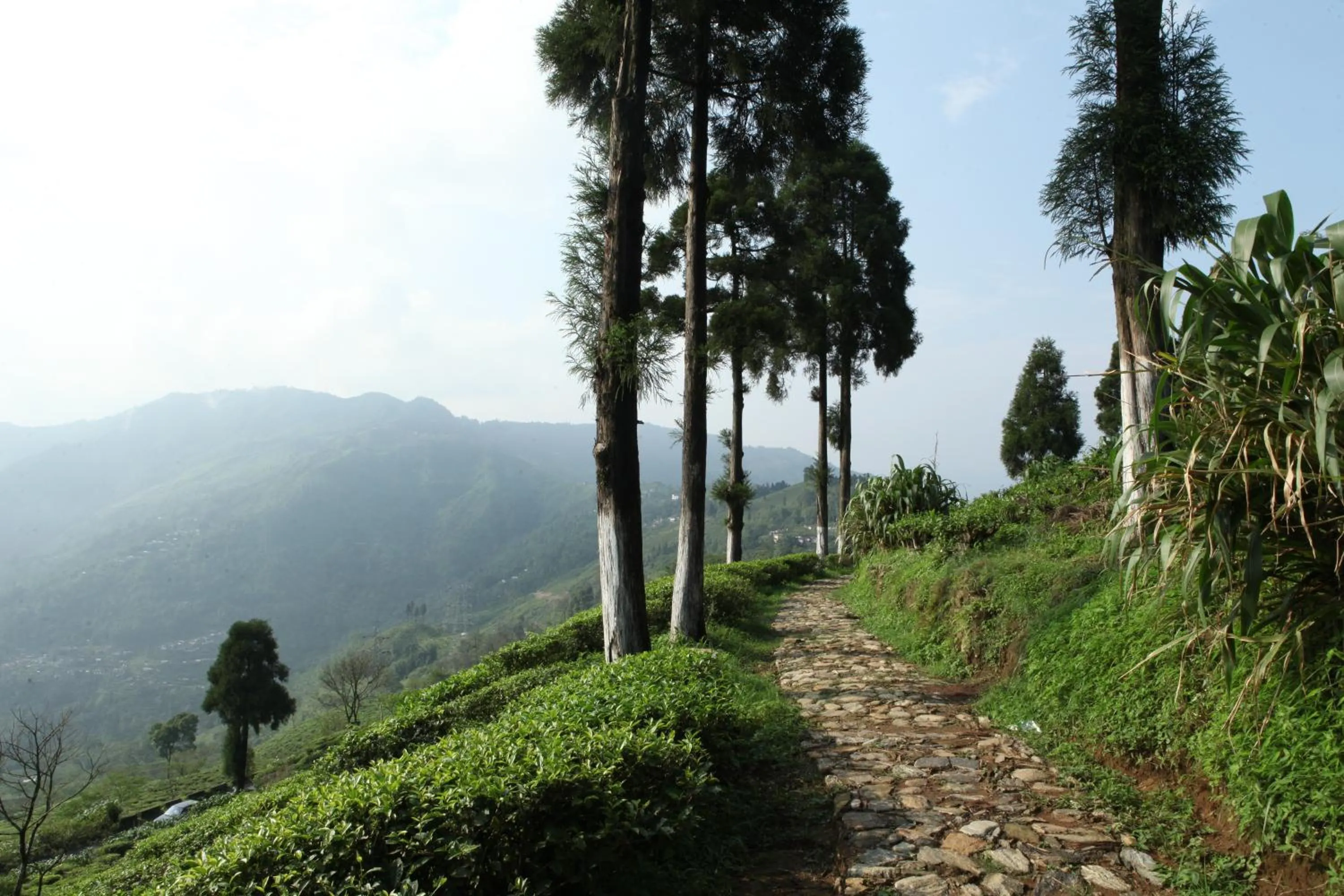 Nearby landmark in Sourenee Tea Estate