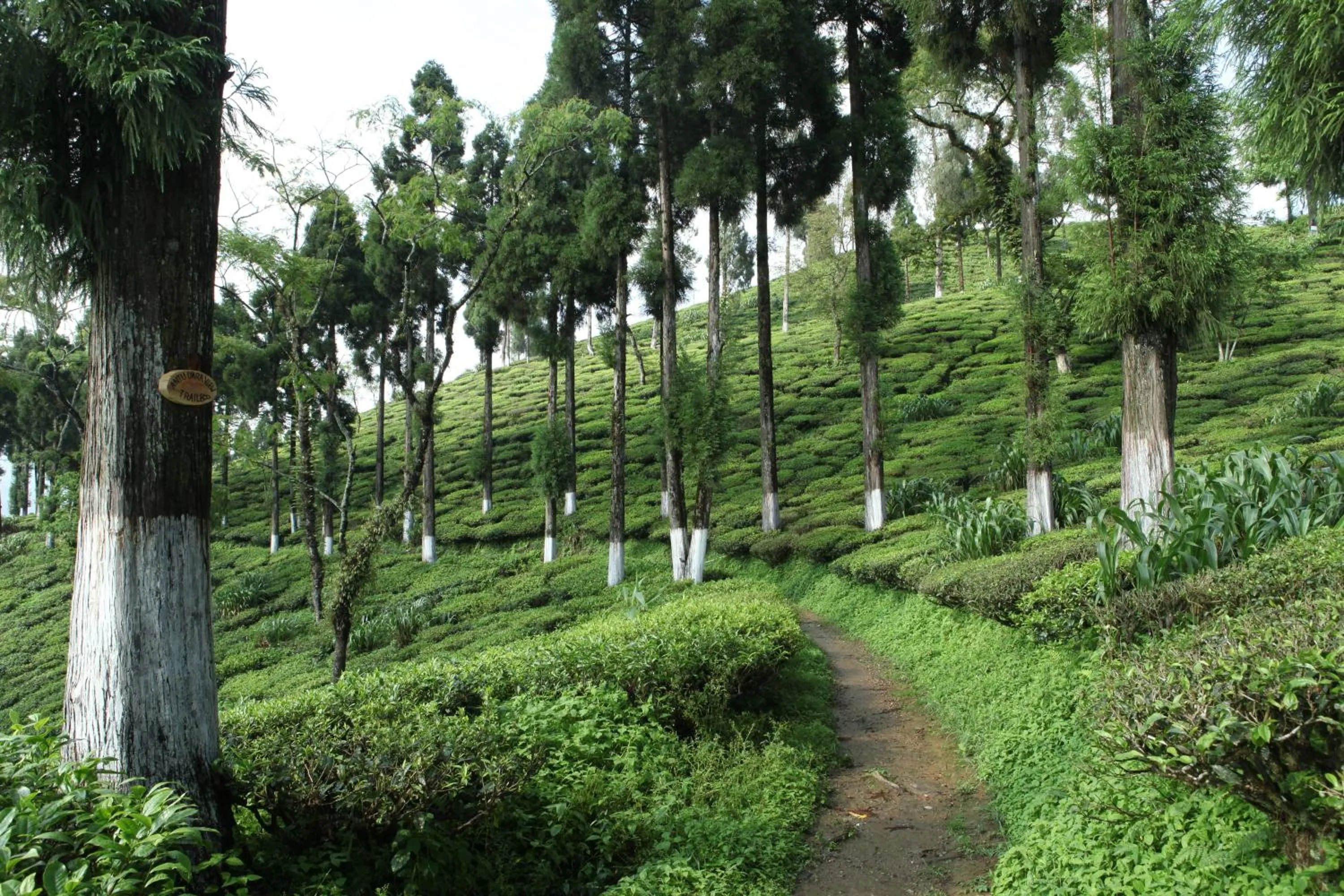 Natural landscape in Sourenee Tea Estate