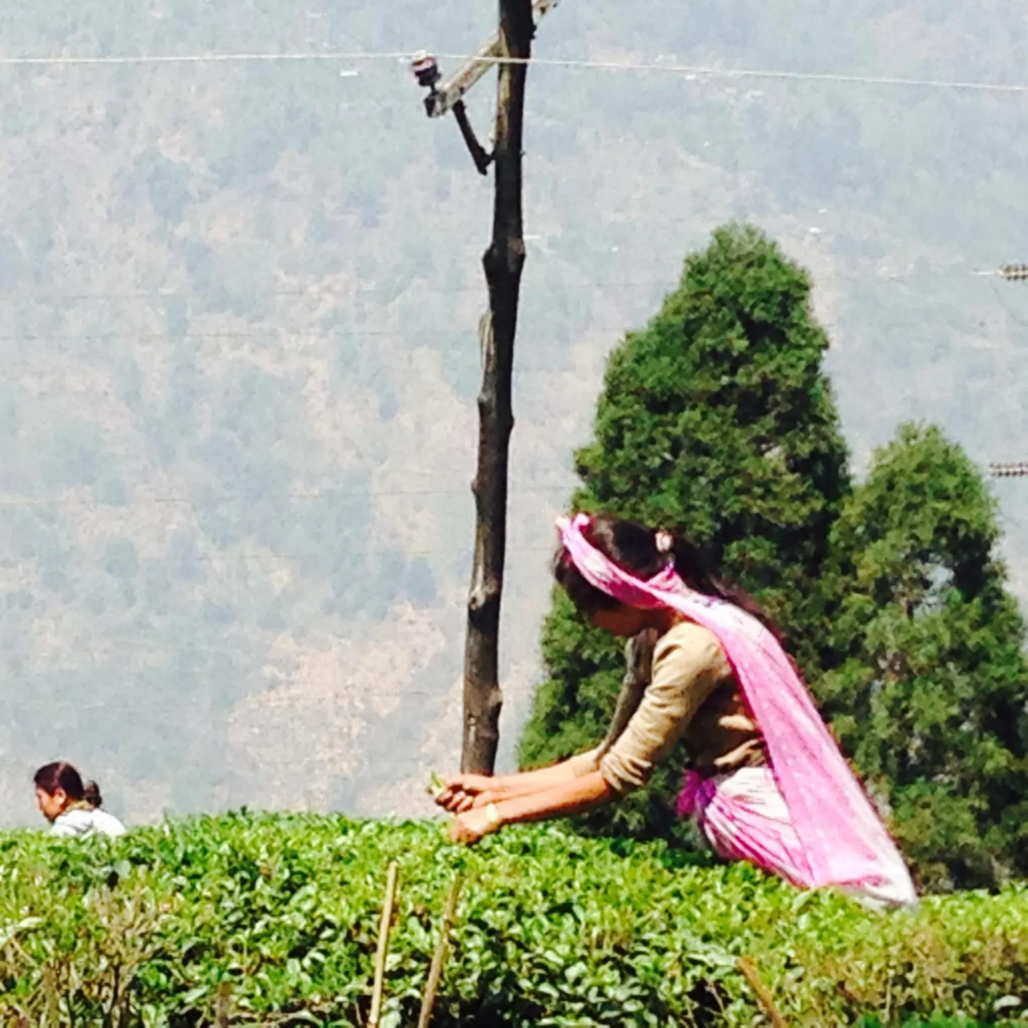 On site in Sourenee Tea Estate
