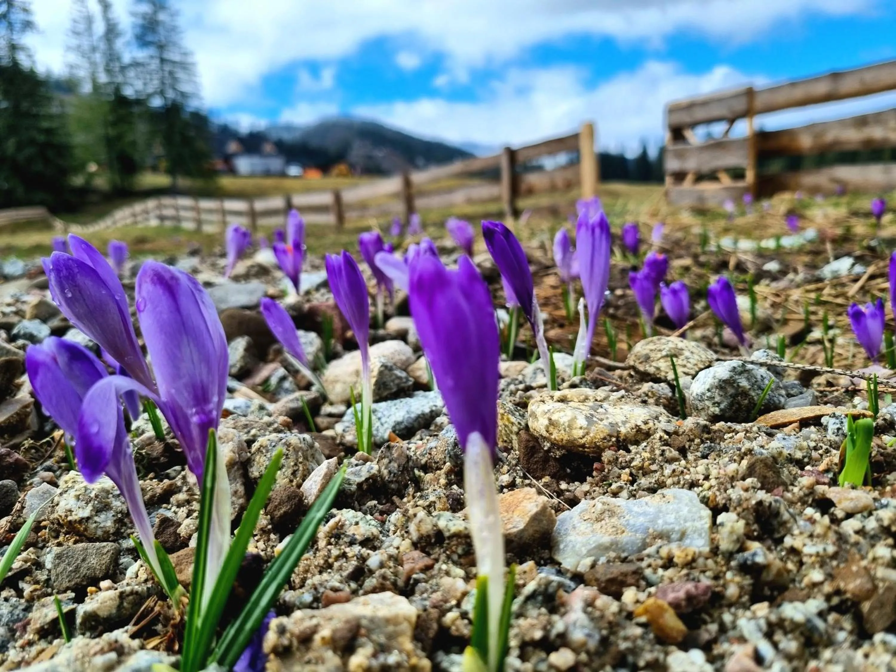 Spring in Zajazd Józef
