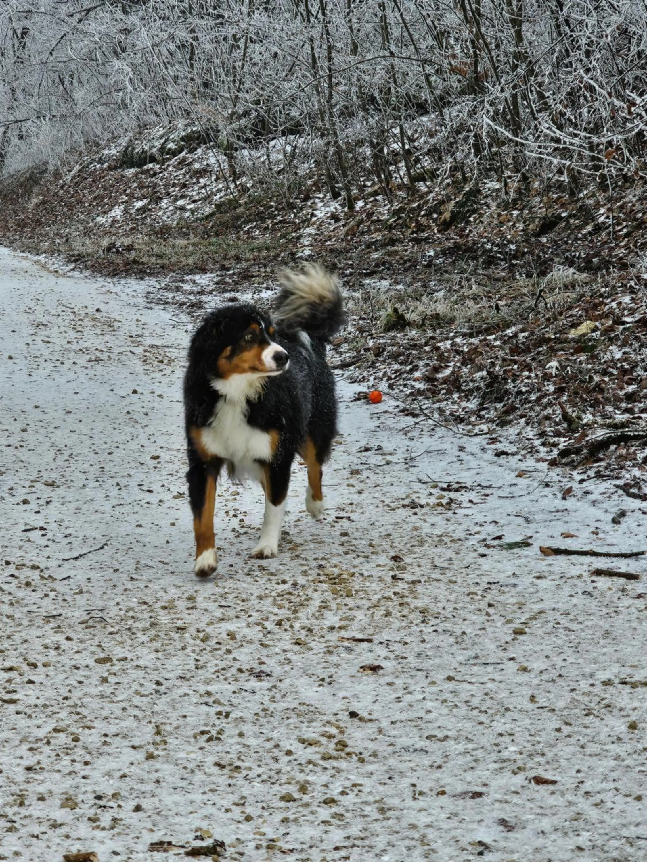 Pets in BnB Mönthal im Jurapark