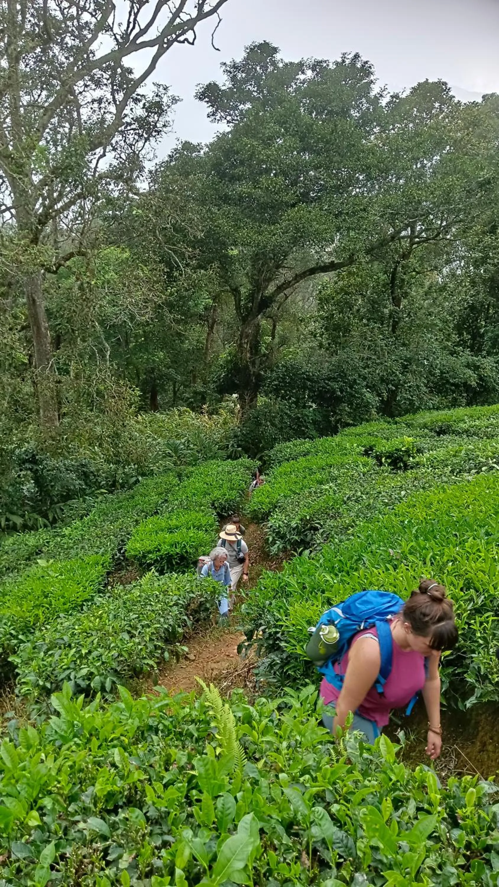 The wayside cottage Munnar