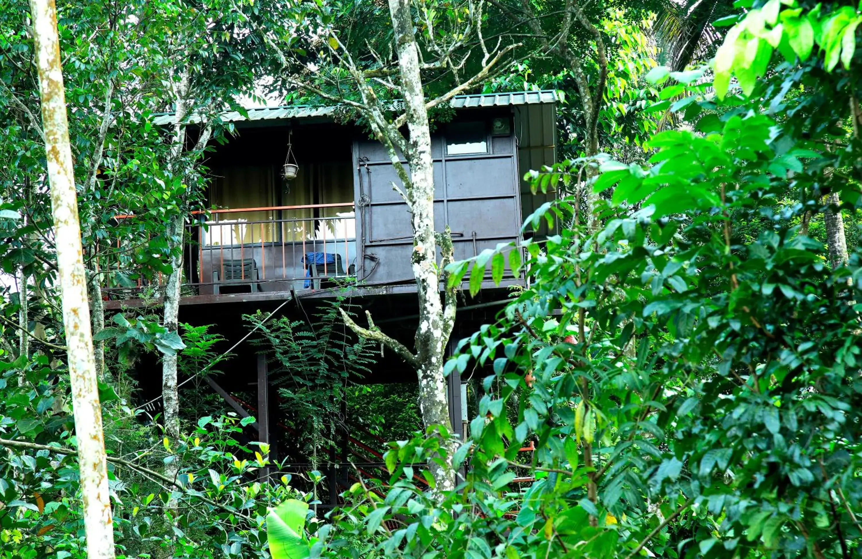 View (from property/room) in The wayside cottage Munnar View (from property/room) in The wayside cottage Munnar