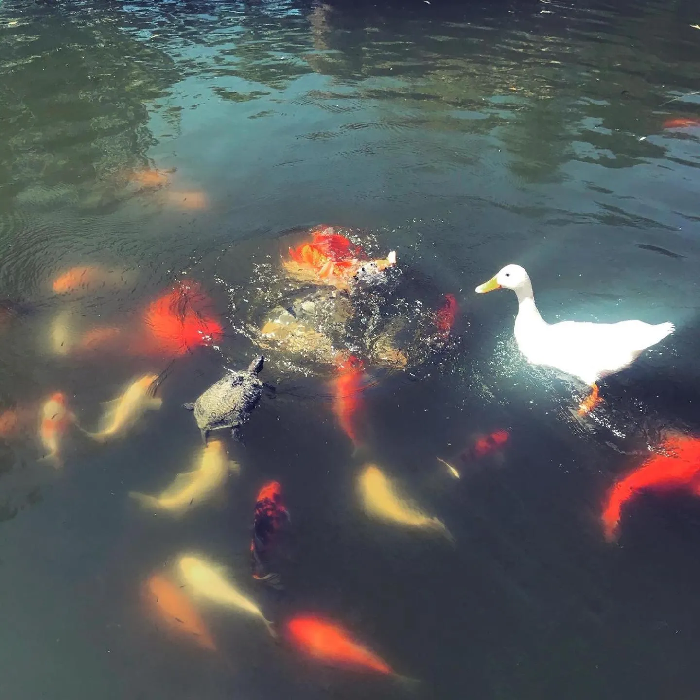 Garden in Otantik Tas Ev