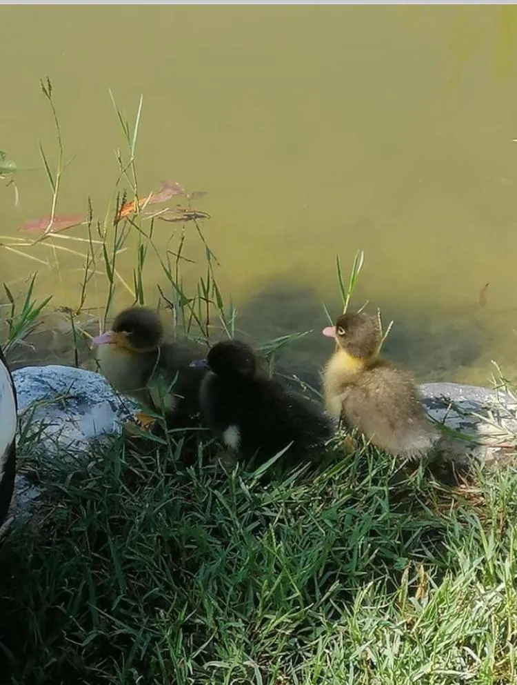 Pets in Otantik Tas Ev