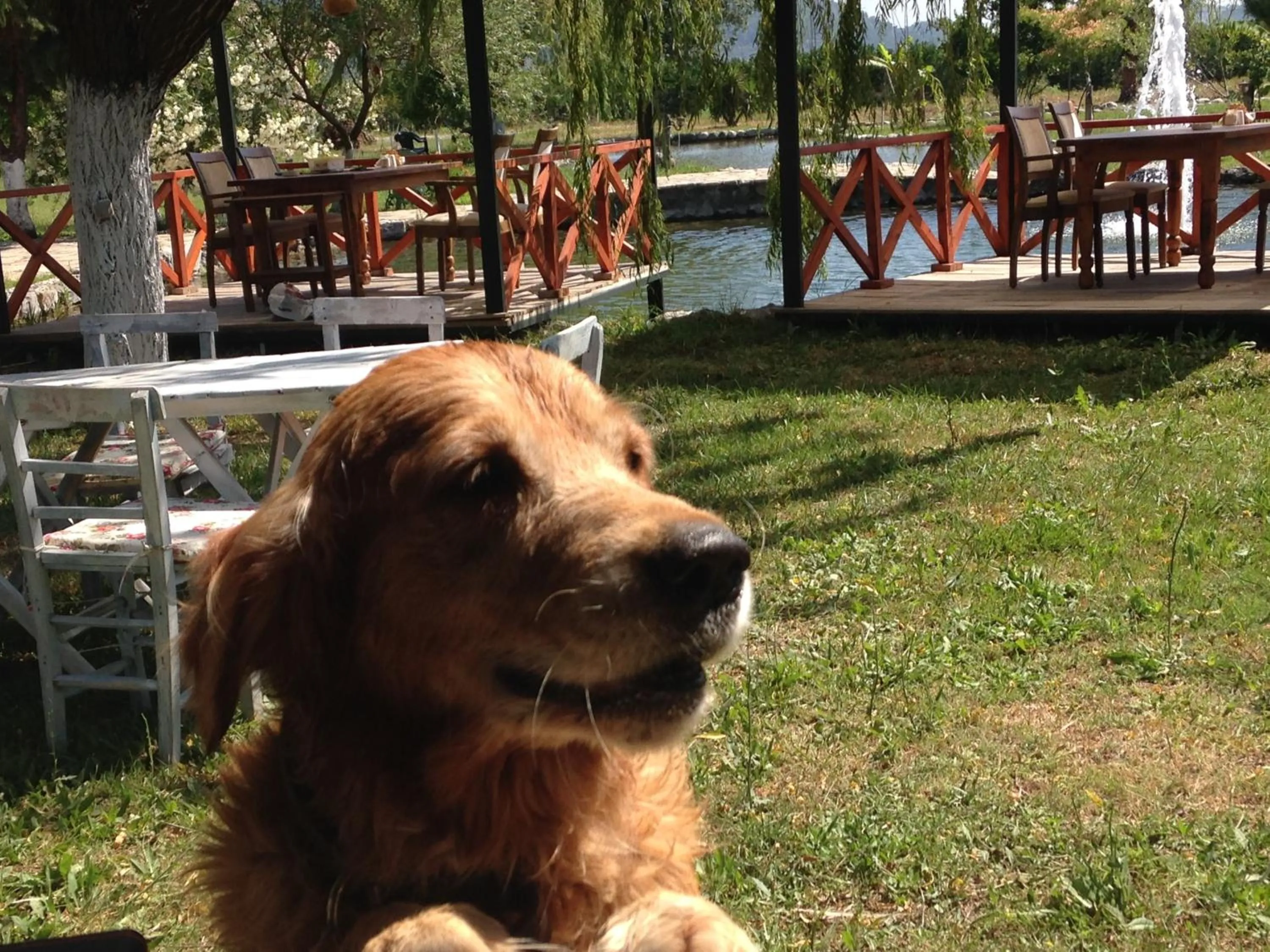 Pets in Otantik Tas Ev