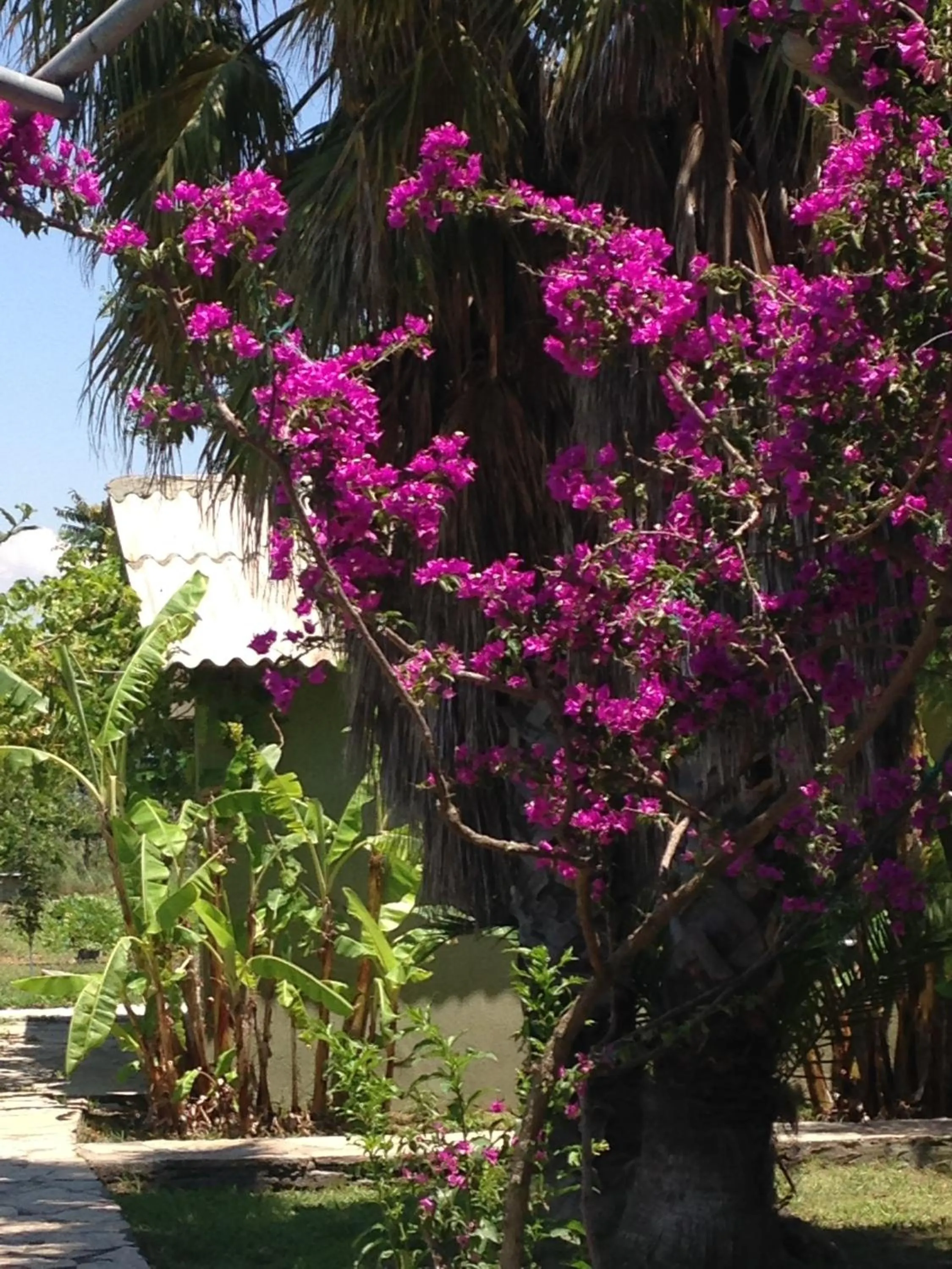 Garden view in Otantik Tas Ev