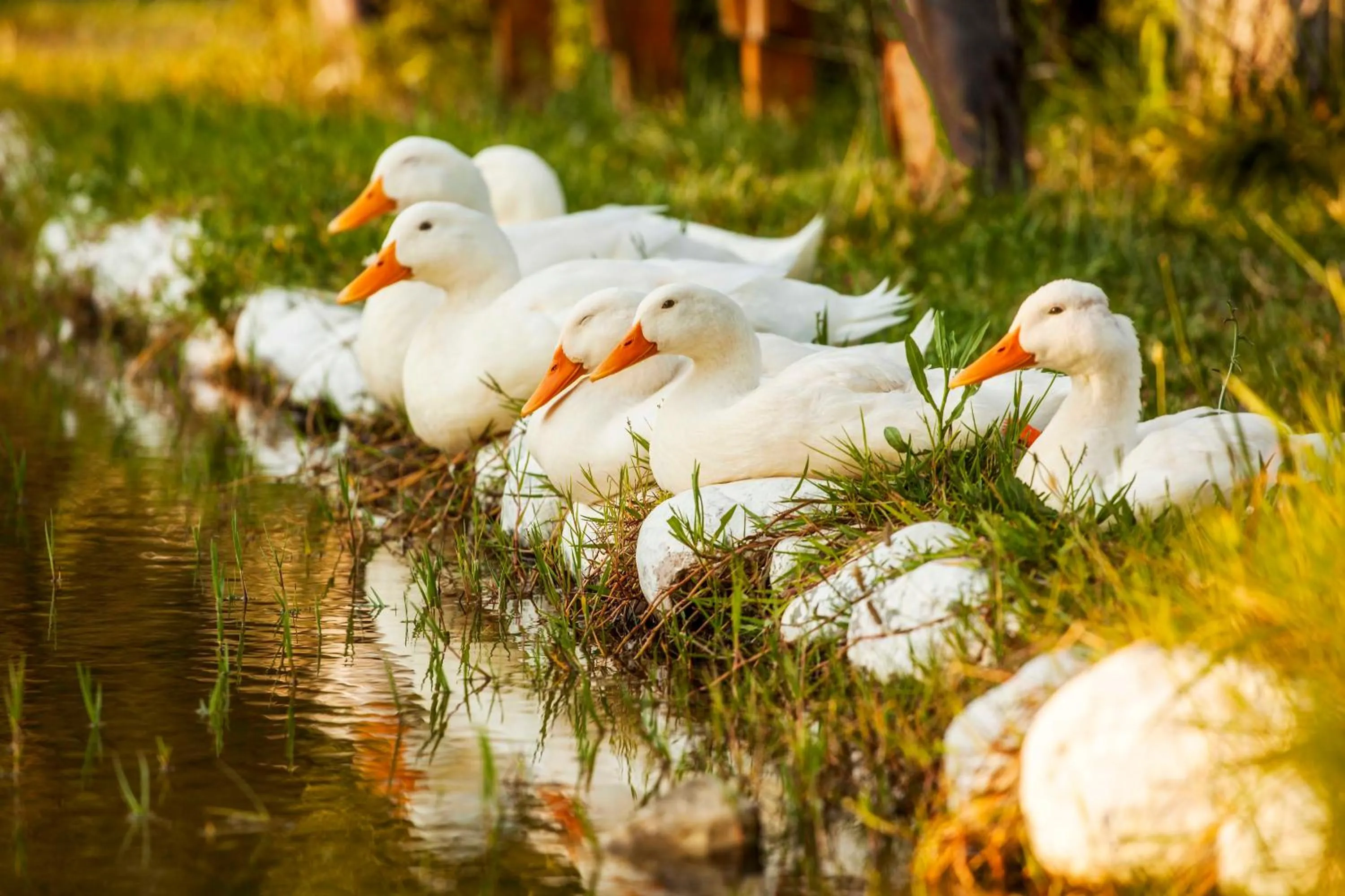 Pets in Otantik Tas Ev