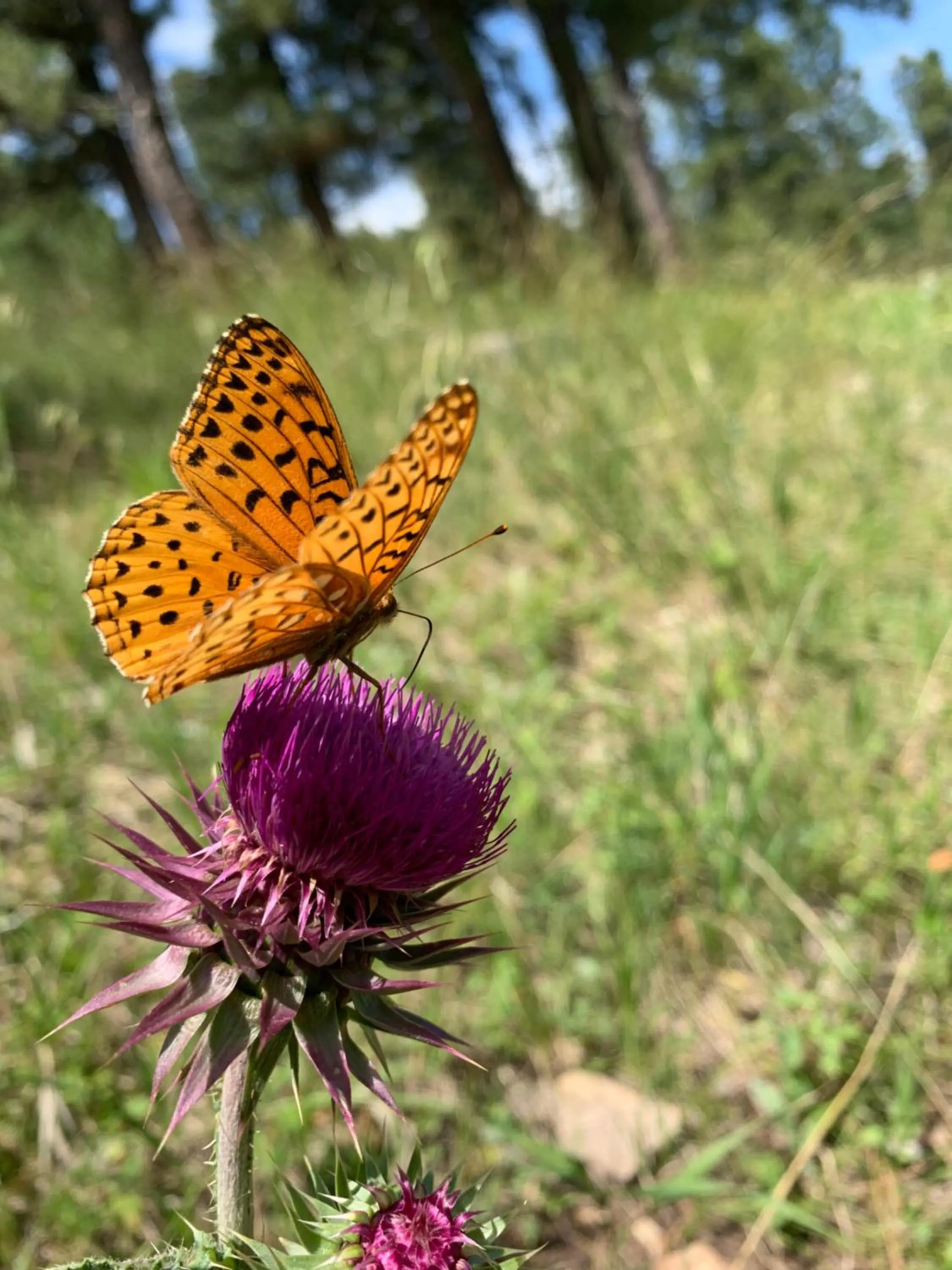 Hiking in Bearlodge Mountain Resort