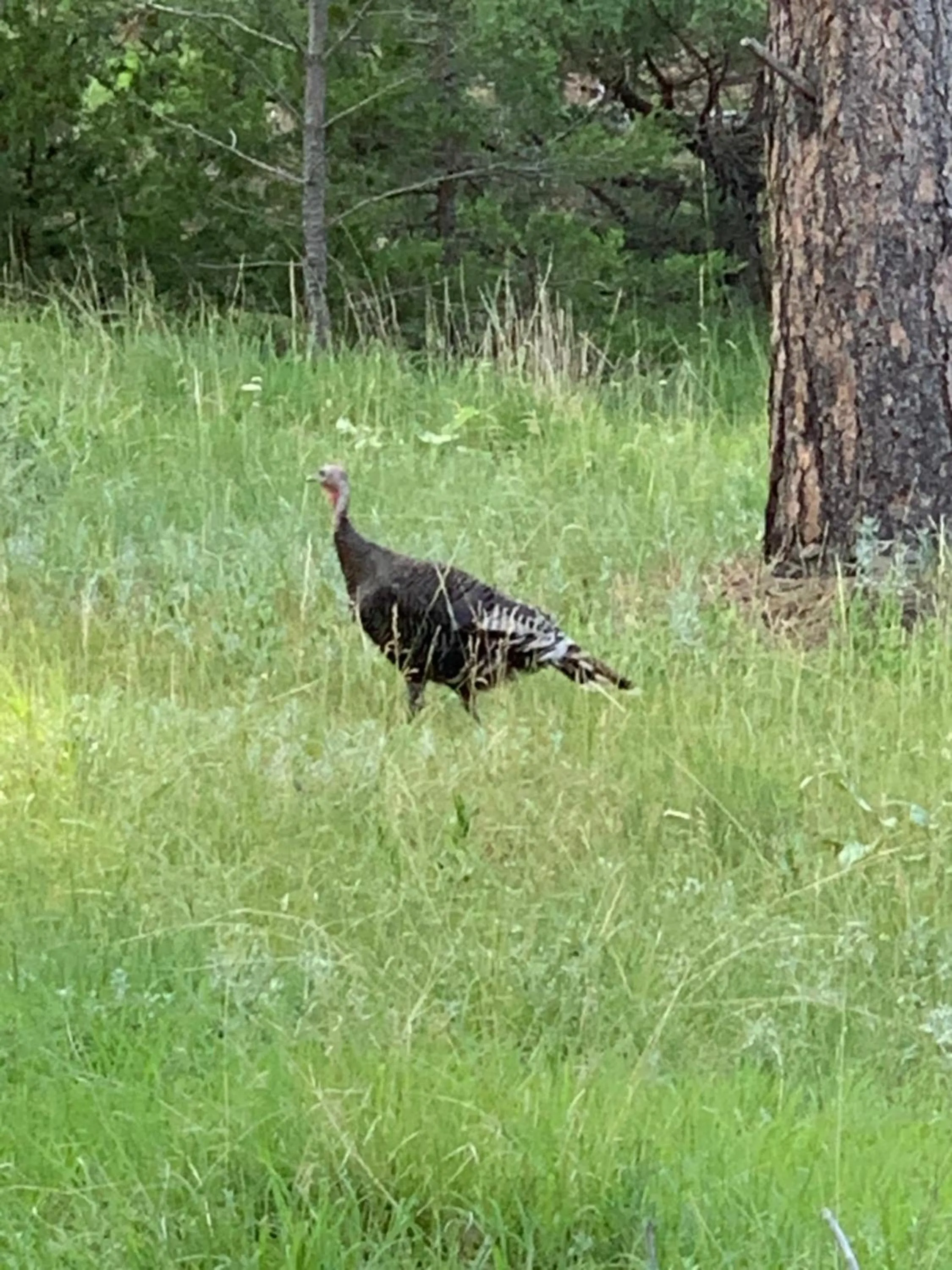 Hiking in Bearlodge Mountain Resort