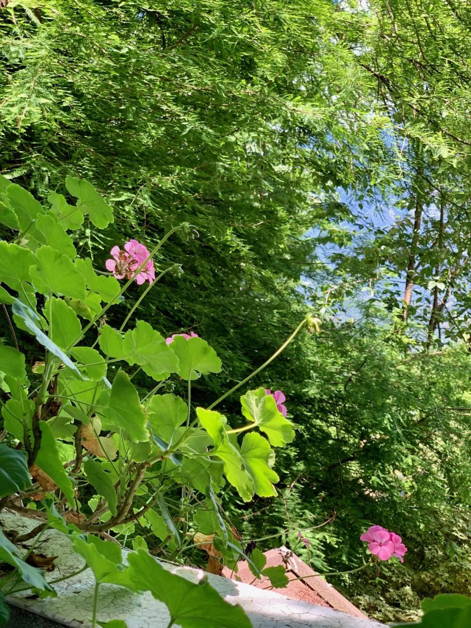 Garden view in The Cotswolds Villa